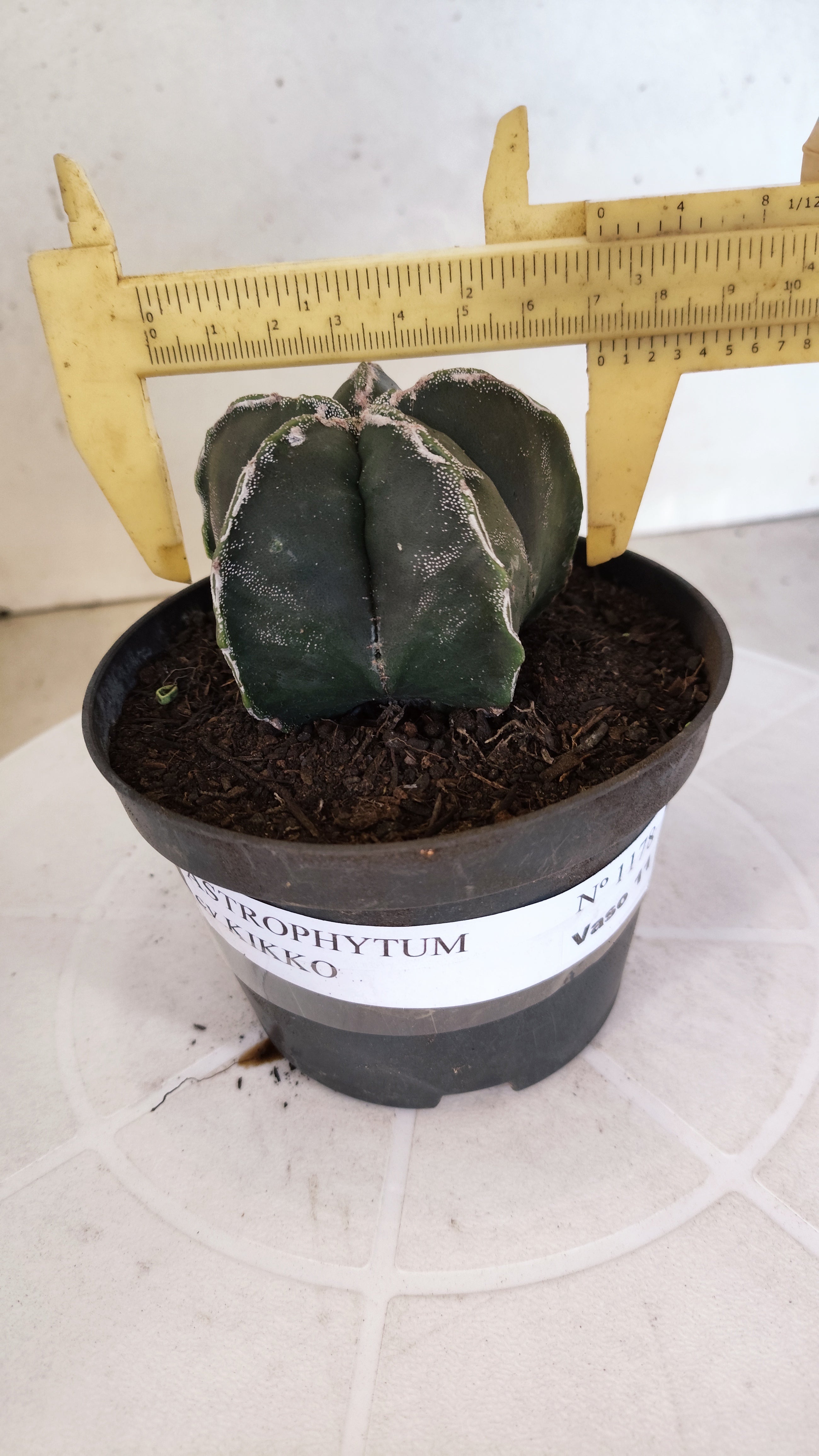 ASTROPHYTUM cv KIKKO  Nº 1178 – vaso 11