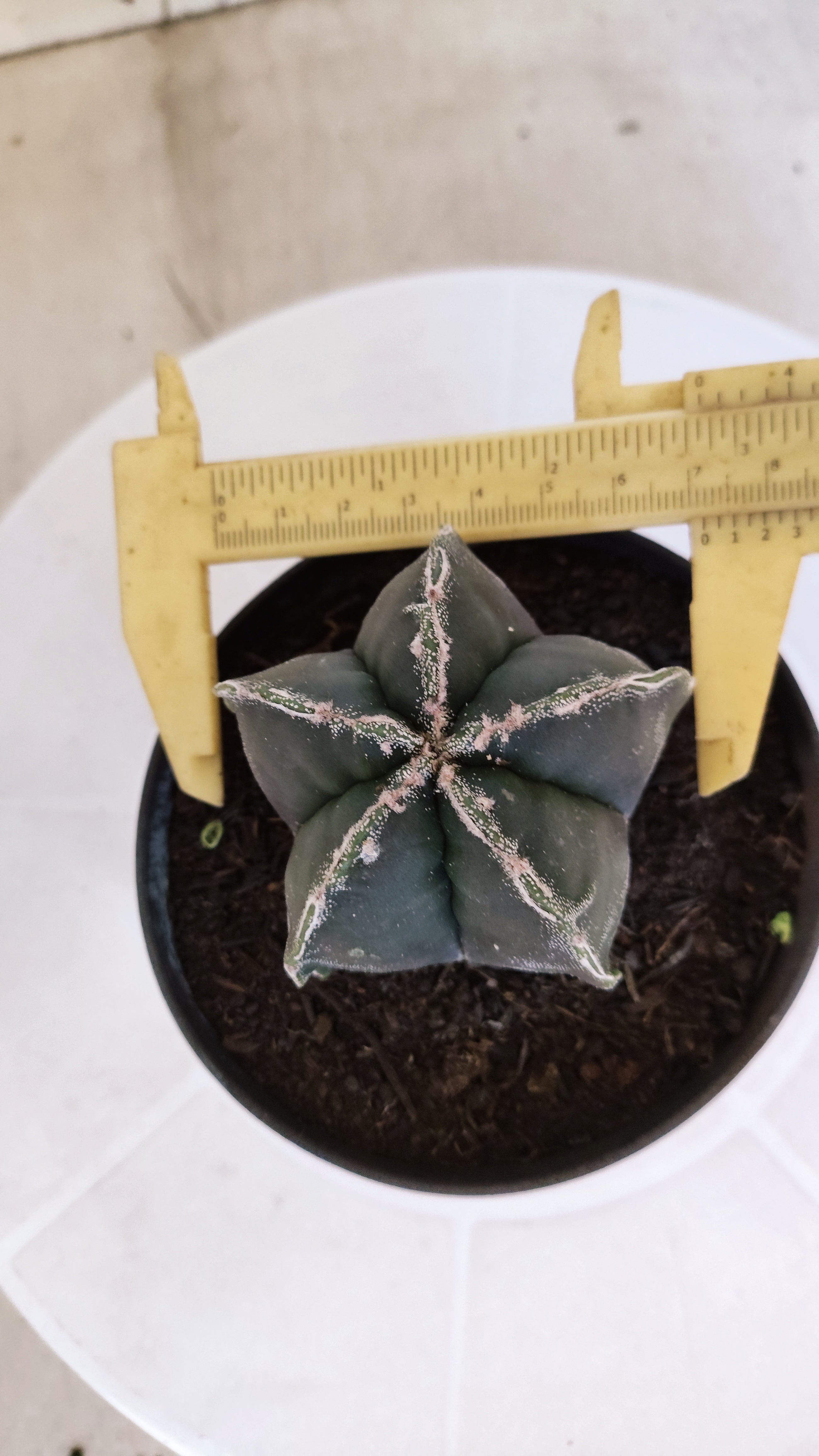 ASTROPHYTUM cv KIKKO  Nº 1178 – vaso 11
