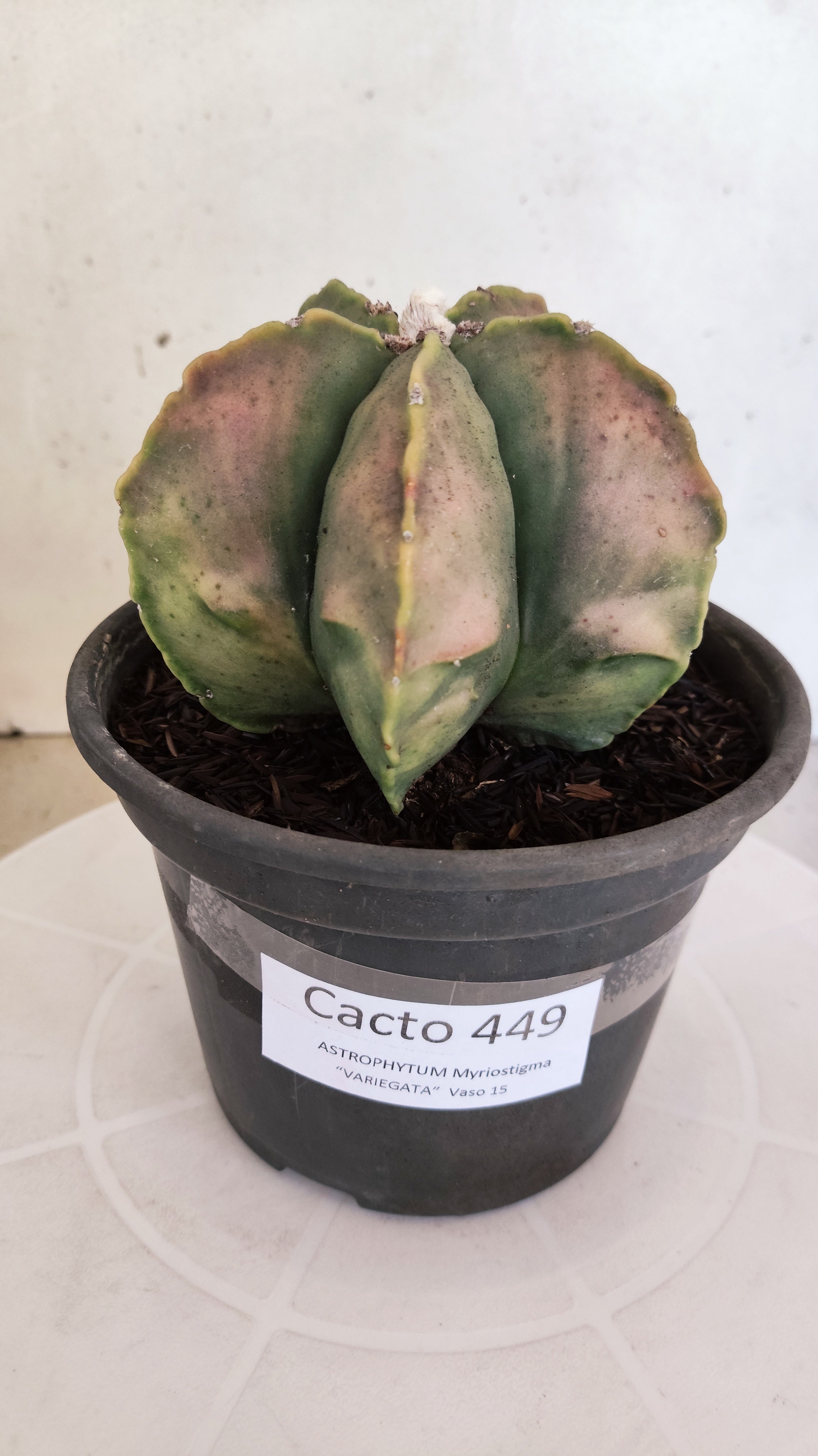 ASTROPHYTUM MYRIOSTIGMA "Variegata"  Nº 449 – vaso 15