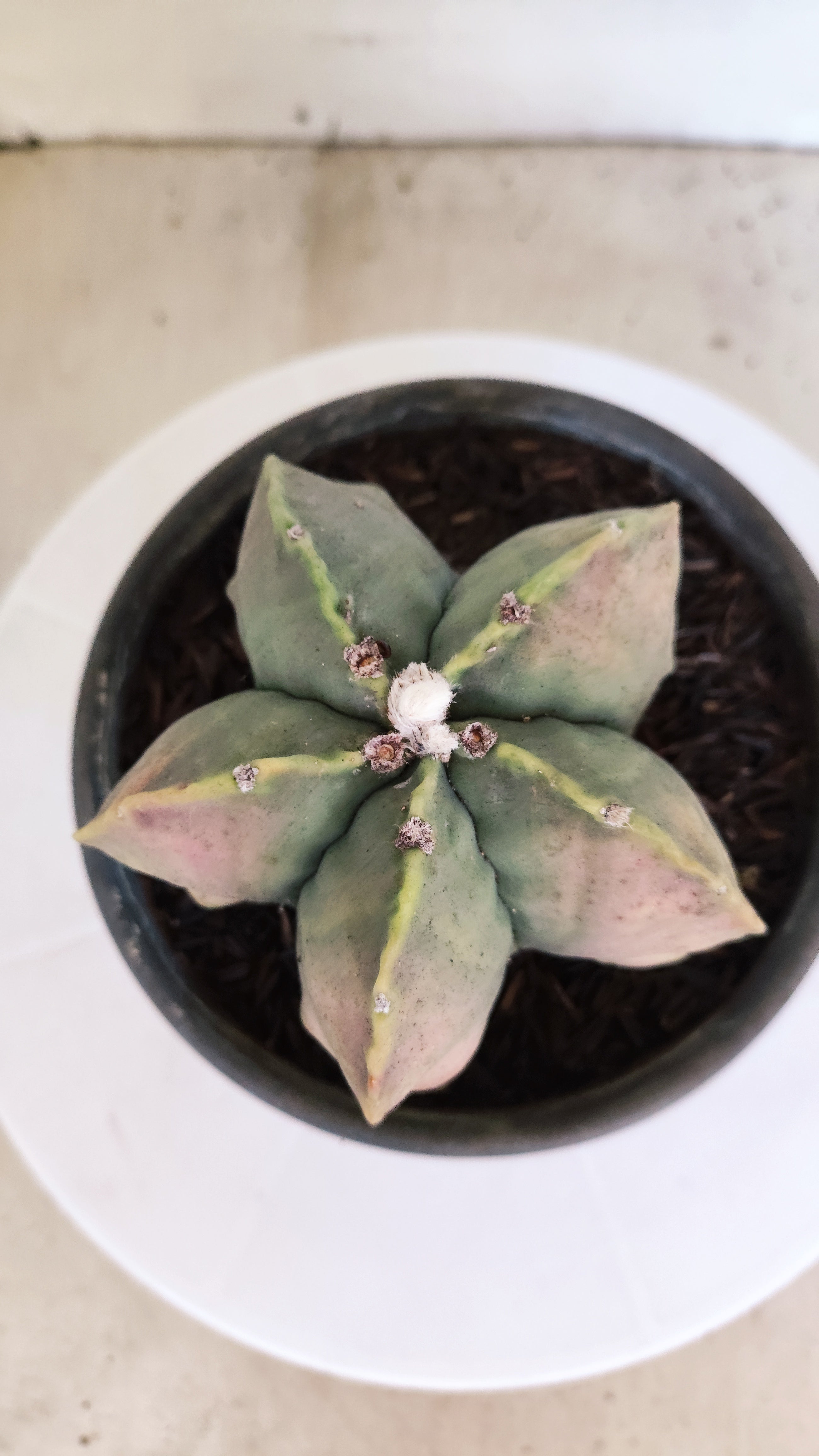 ASTROPHYTUM MYRIOSTIGMA "Variegata"  Nº 449 – vaso 15