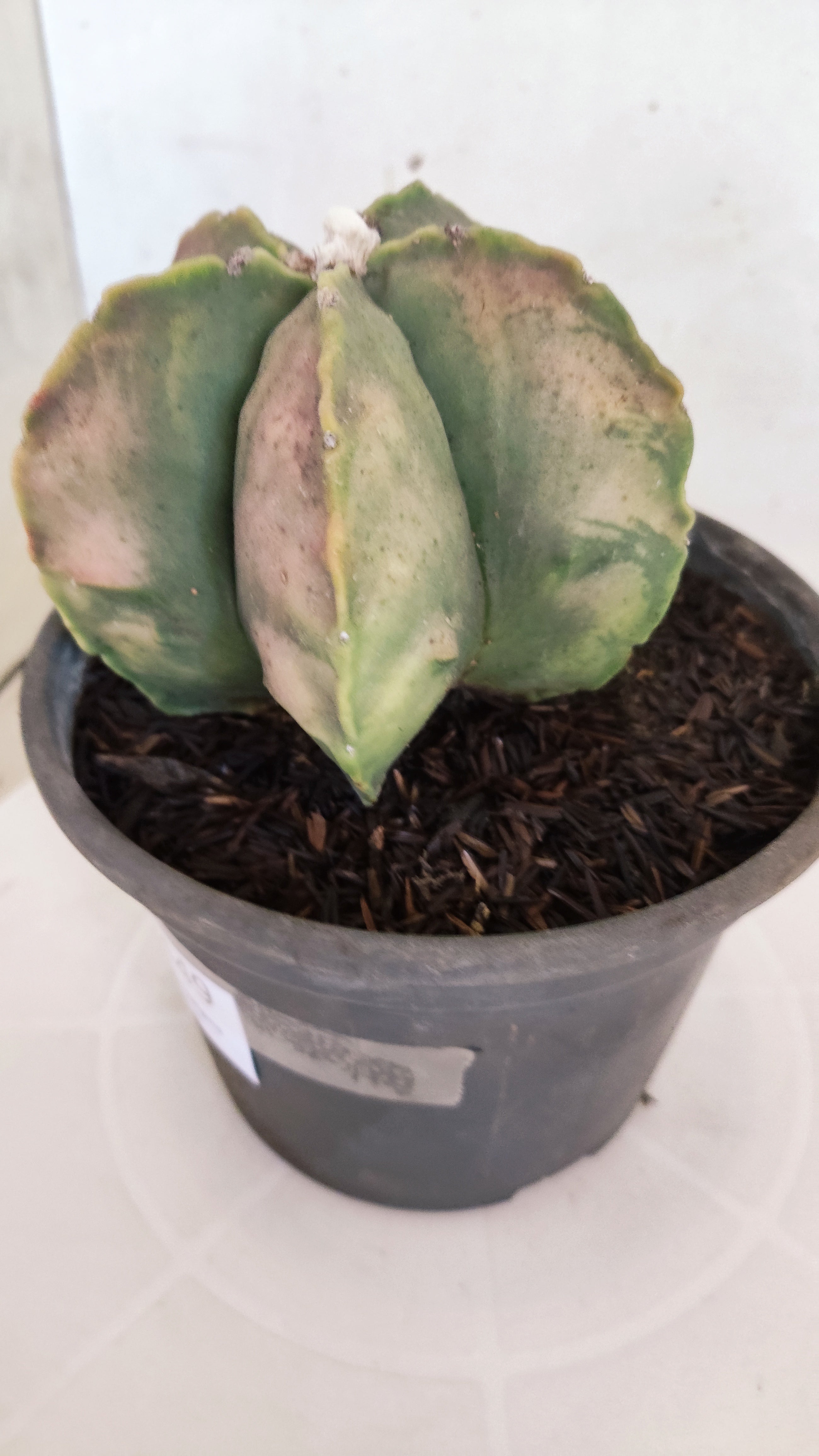 ASTROPHYTUM MYRIOSTIGMA "Variegata"  Nº 449 – vaso 15