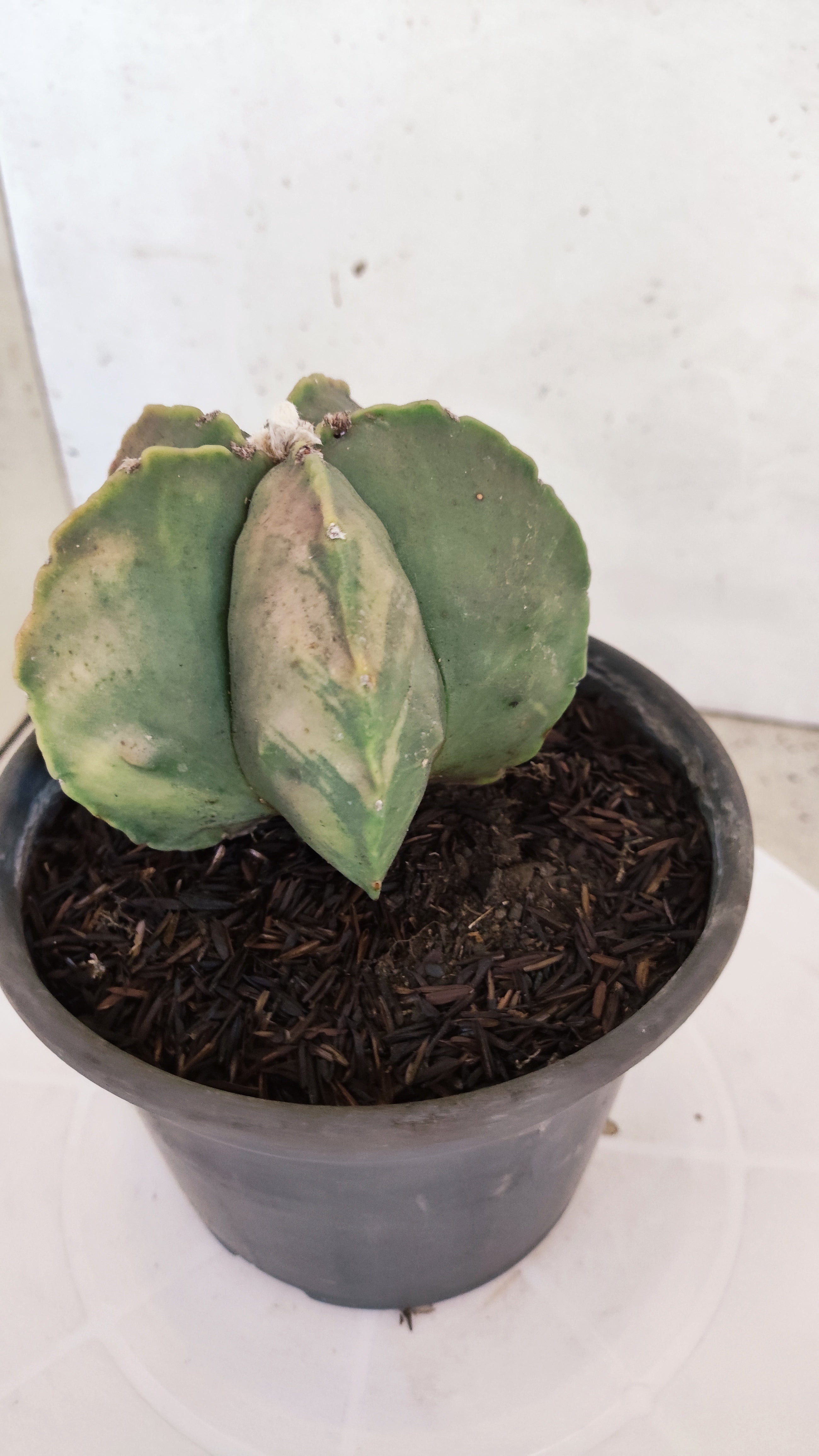 ASTROPHYTUM MYRIOSTIGMA "Variegata"  Nº 449 – vaso 15