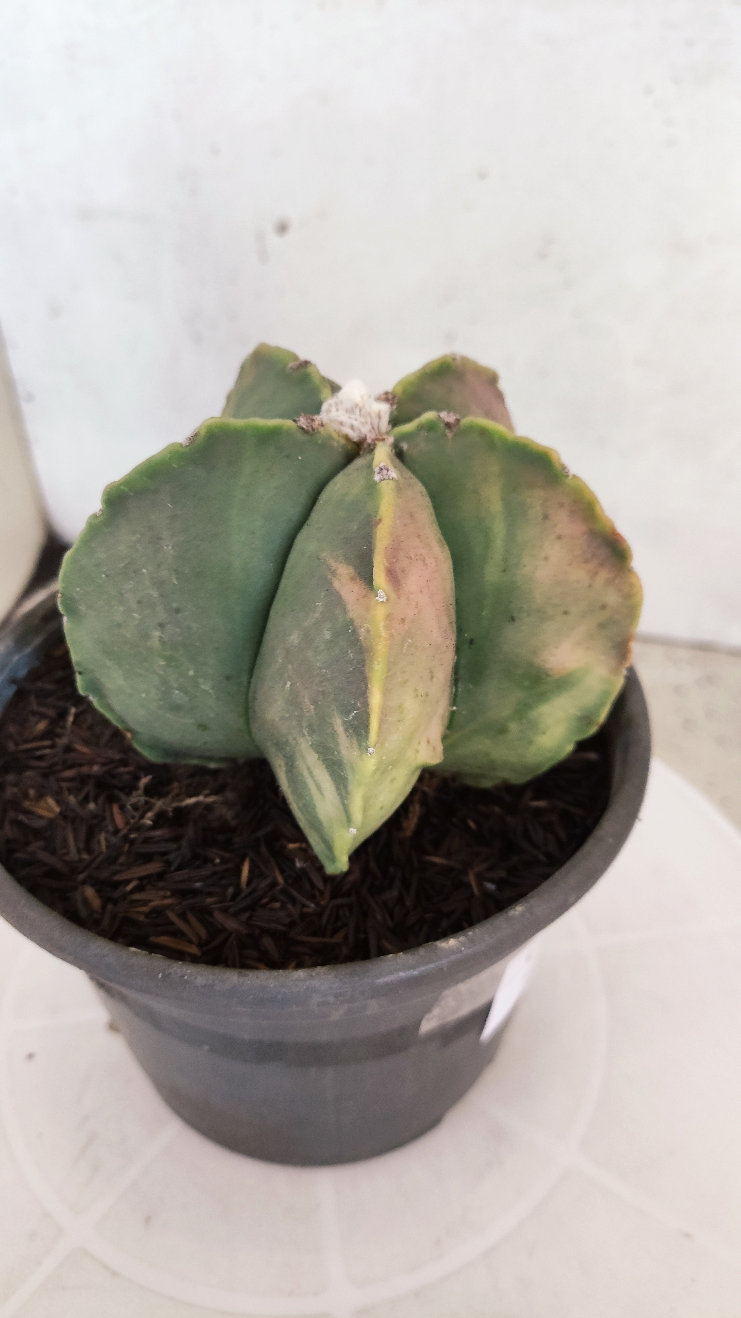 ASTROPHYTUM MYRIOSTIGMA "Variegata"  Nº 449 – vaso 15