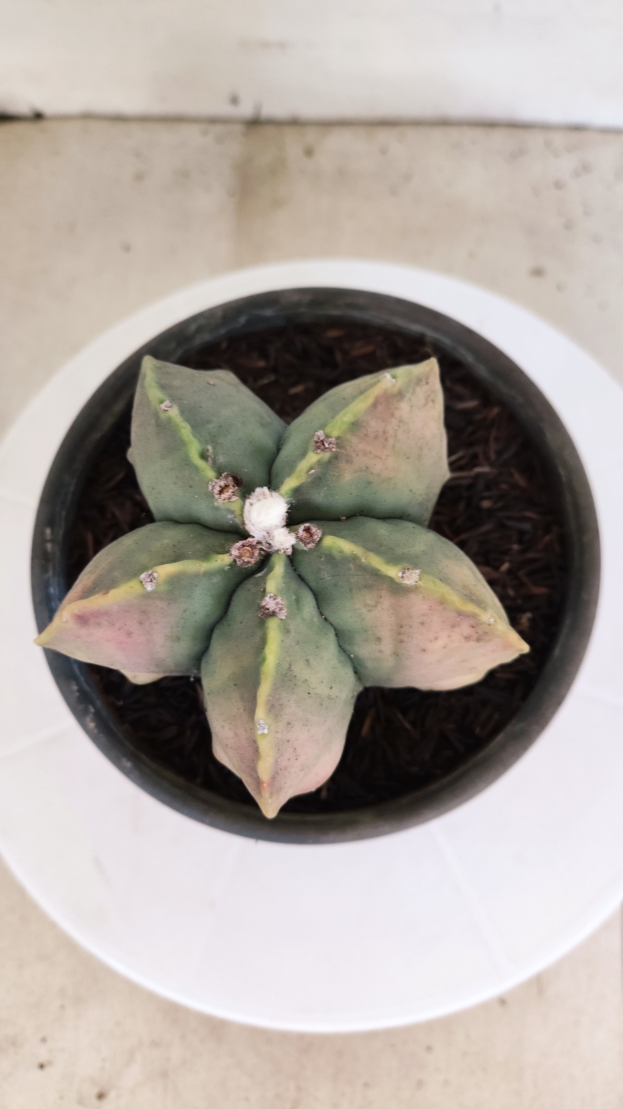 ASTROPHYTUM MYRIOSTIGMA "Variegata"  Nº 449 – vaso 15