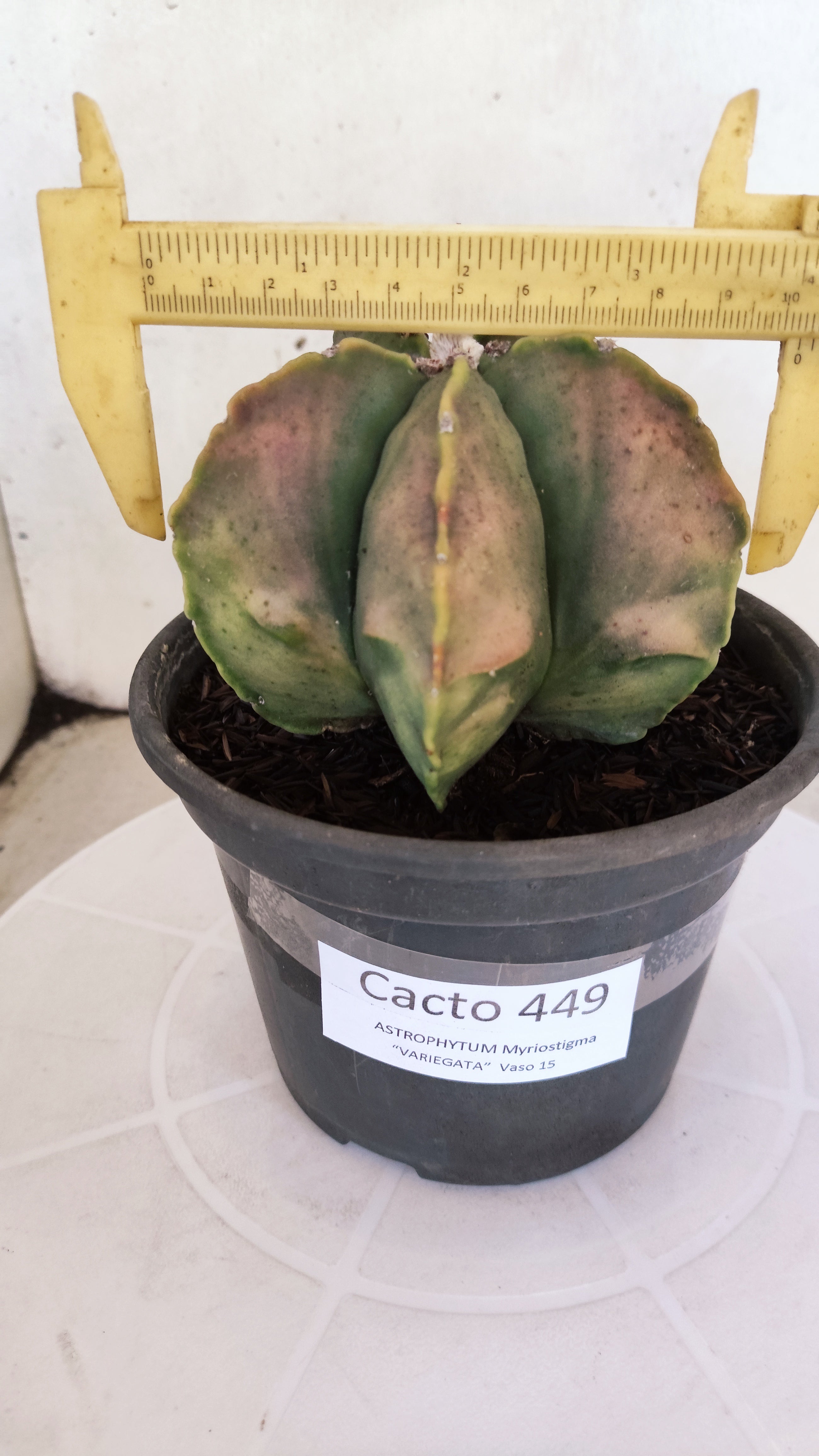 ASTROPHYTUM MYRIOSTIGMA "Variegata"  Nº 449 – vaso 15