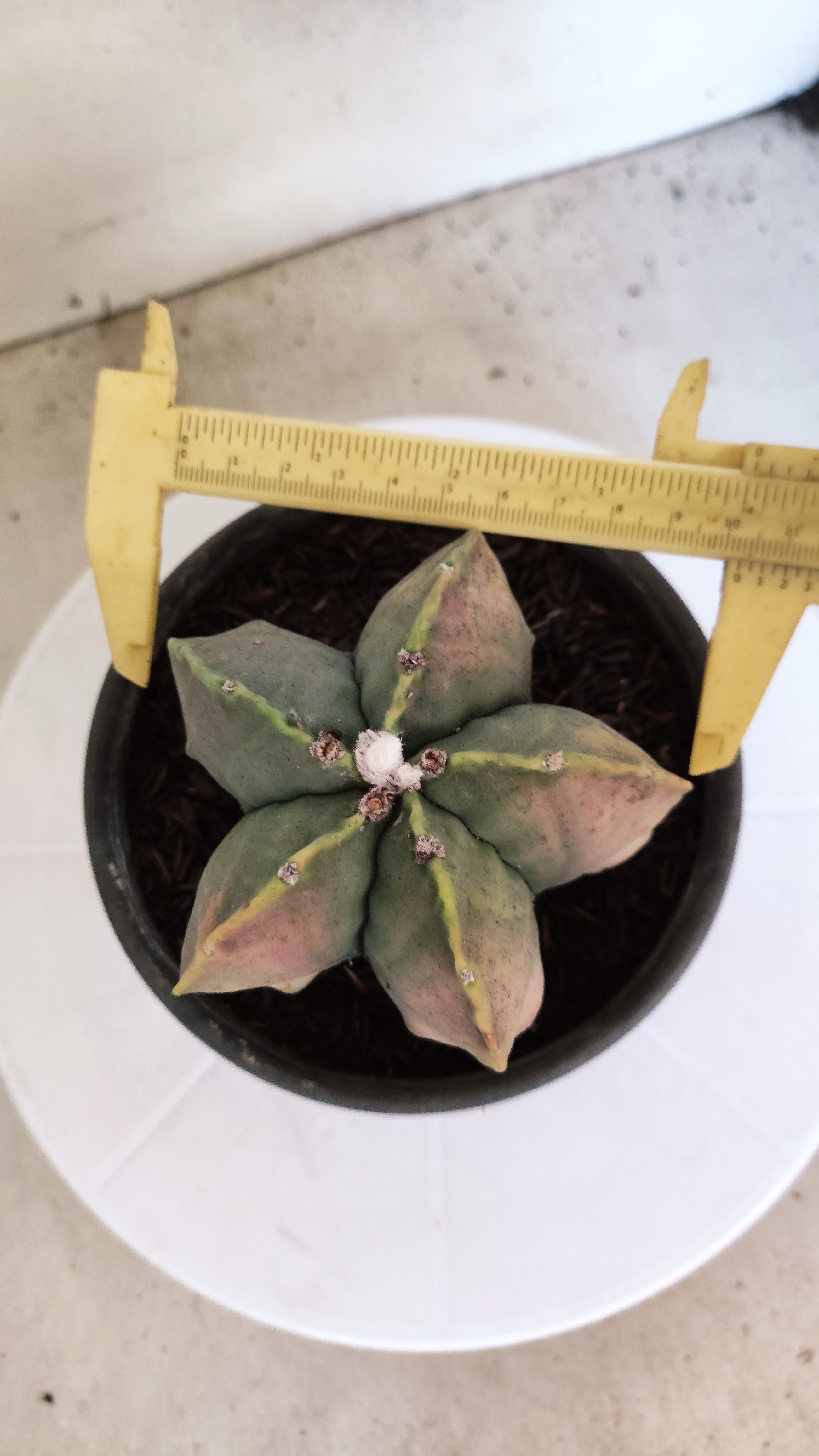 ASTROPHYTUM MYRIOSTIGMA "Variegata"  Nº 449 – vaso 15
