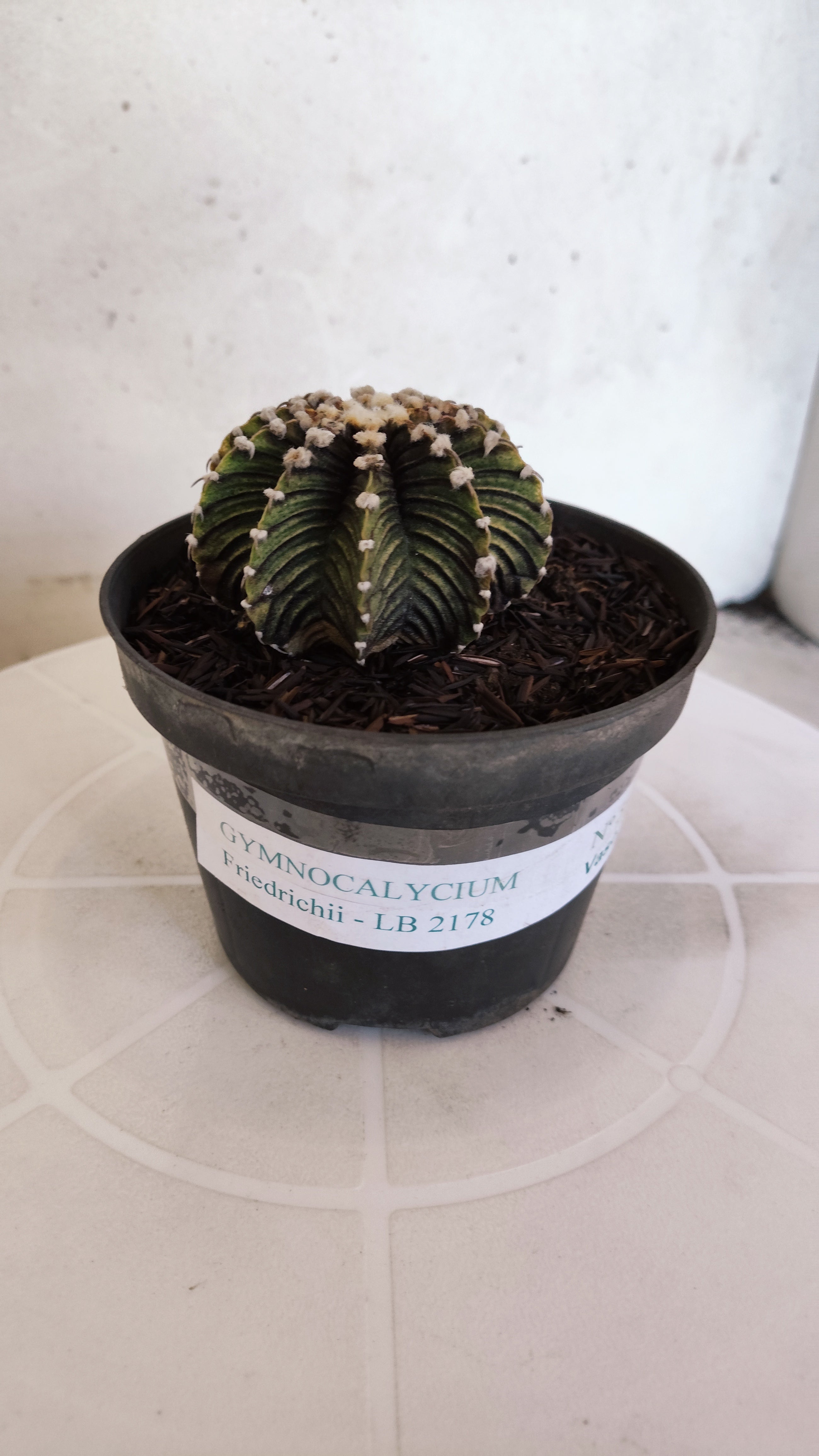GYMNOCALYCIUM Friedrichii LB 2178 - Nº 597 – vaso 11