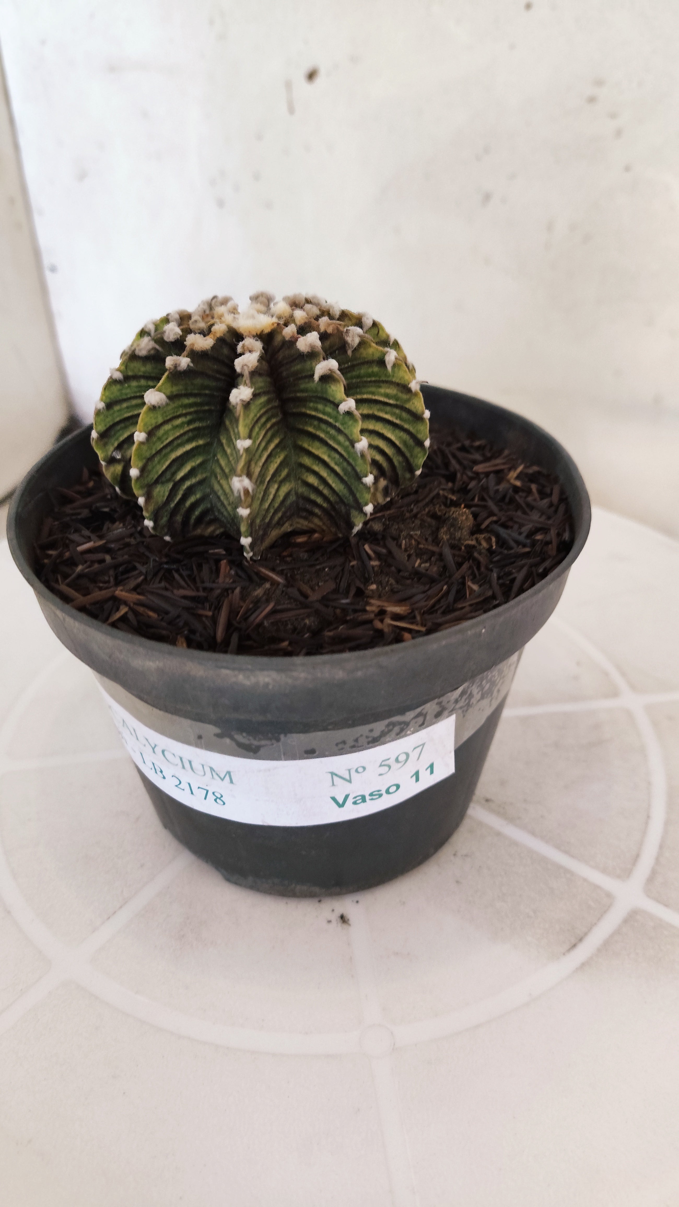 GYMNOCALYCIUM Friedrichii LB 2178 - Nº 597 – vaso 11