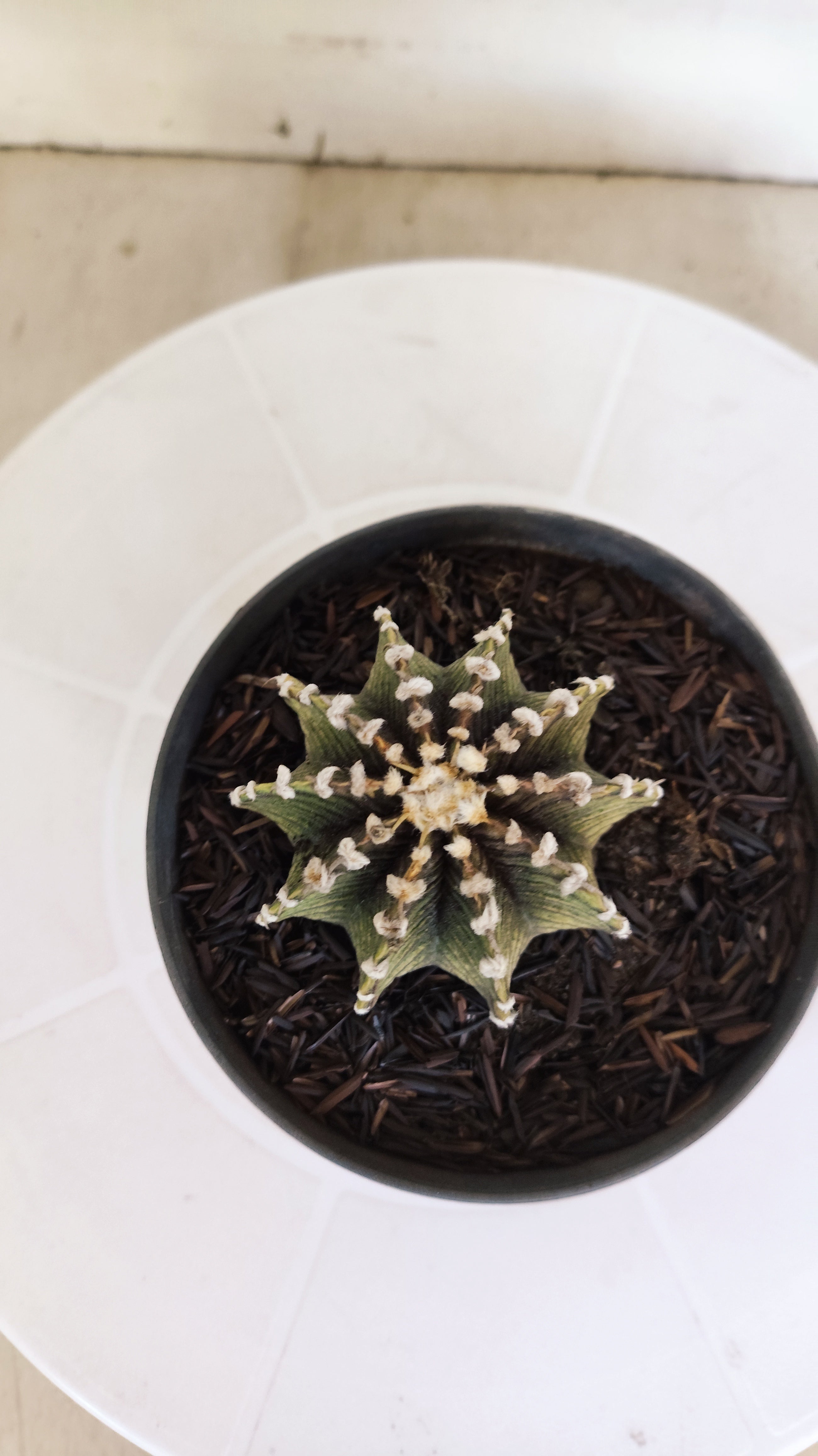 GYMNOCALYCIUM Friedrichii LB 2178 - Nº 597 – vaso 11
