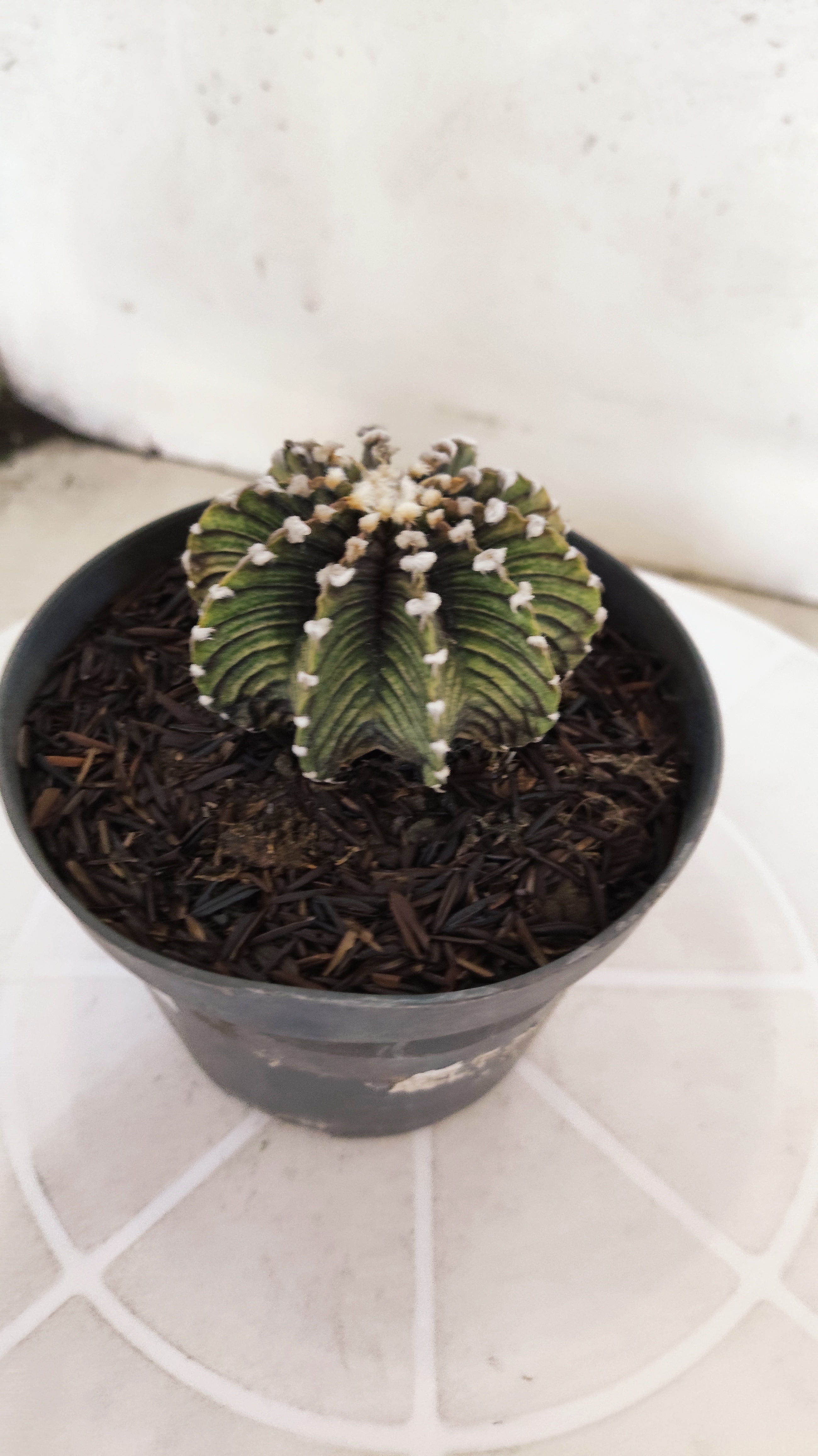 GYMNOCALYCIUM Friedrichii LB 2178 - Nº 597 – vaso 11