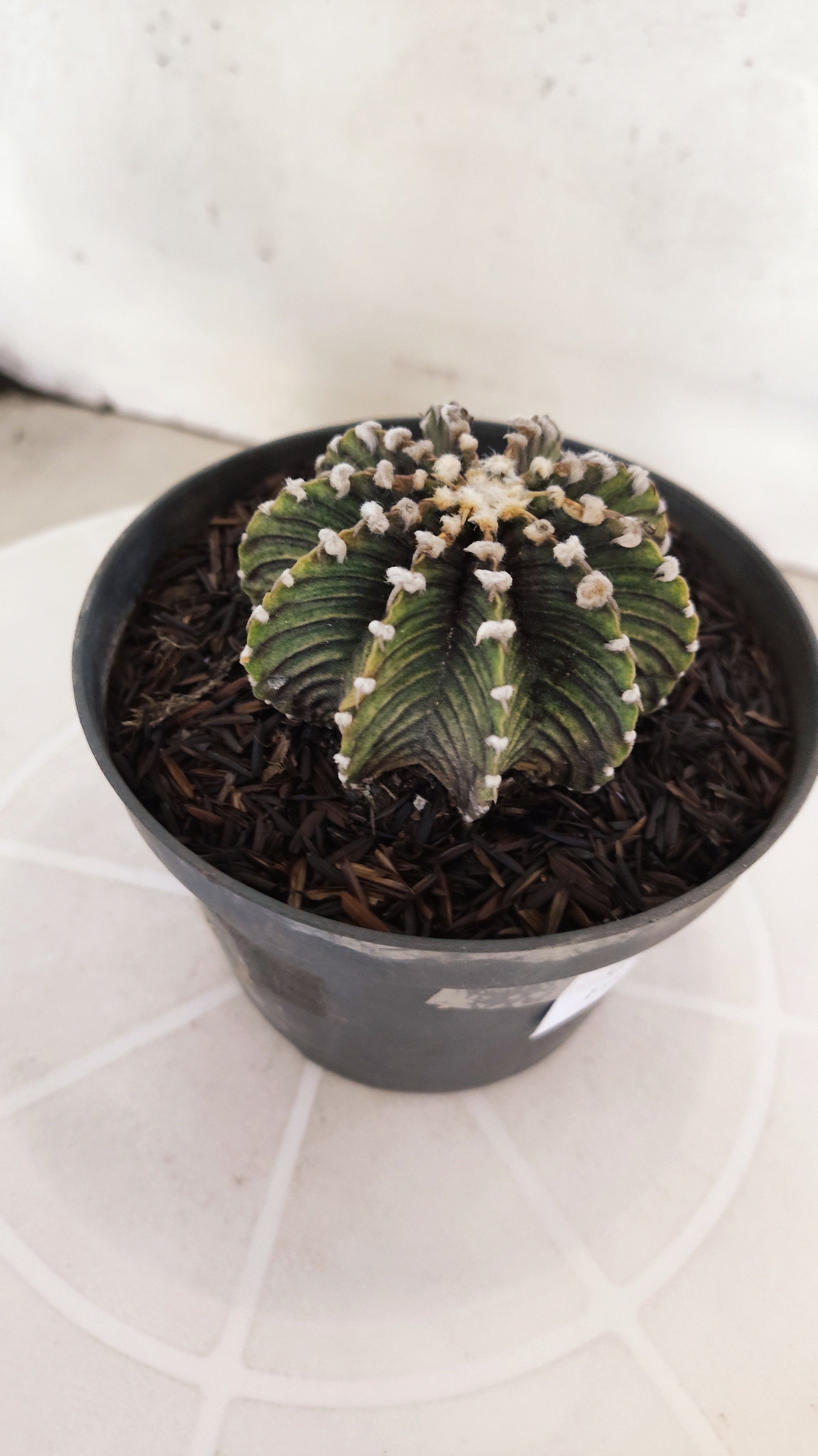 GYMNOCALYCIUM Friedrichii LB 2178 - Nº 597 – vaso 11