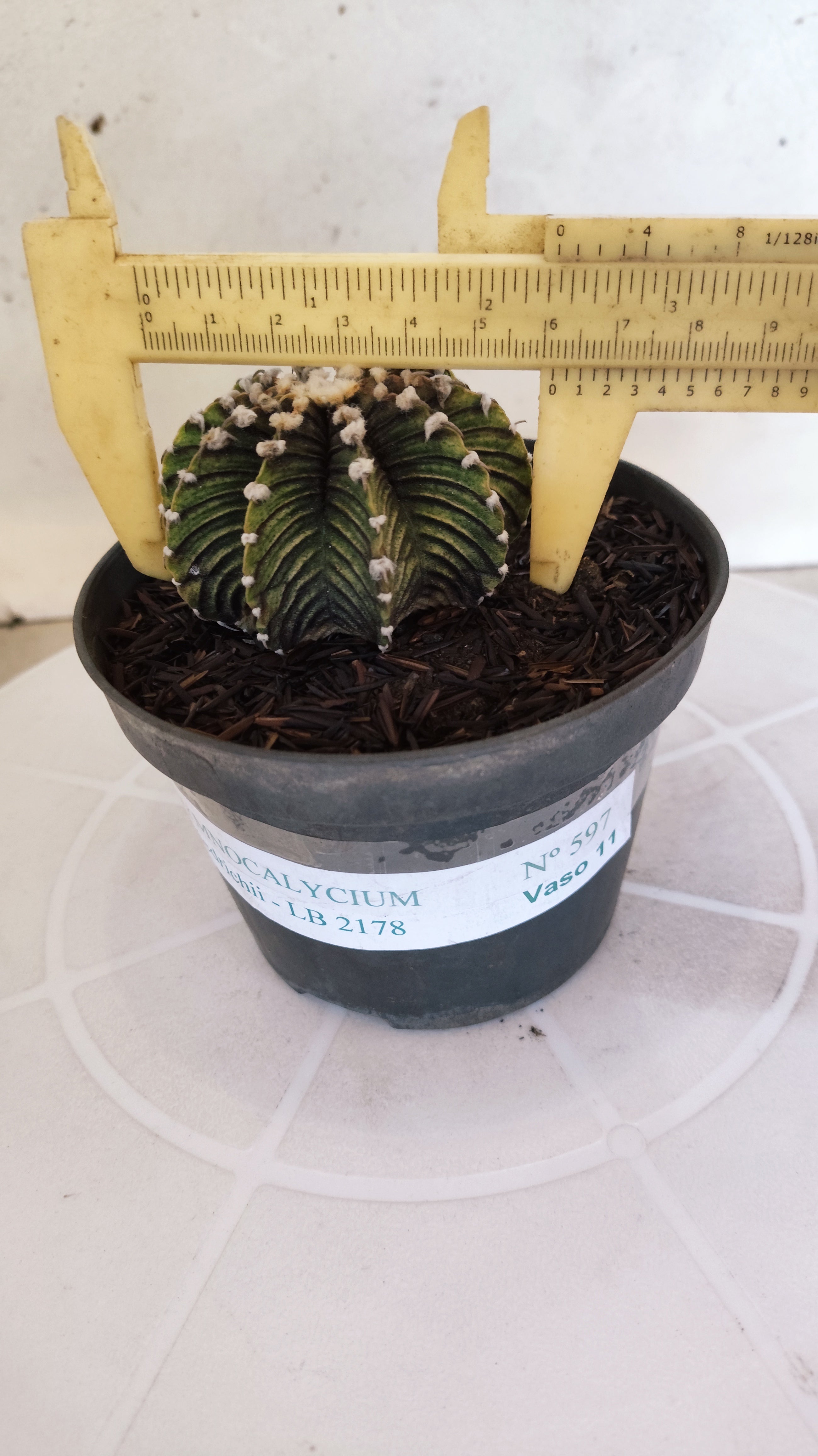 GYMNOCALYCIUM Friedrichii LB 2178 - Nº 597 – vaso 11