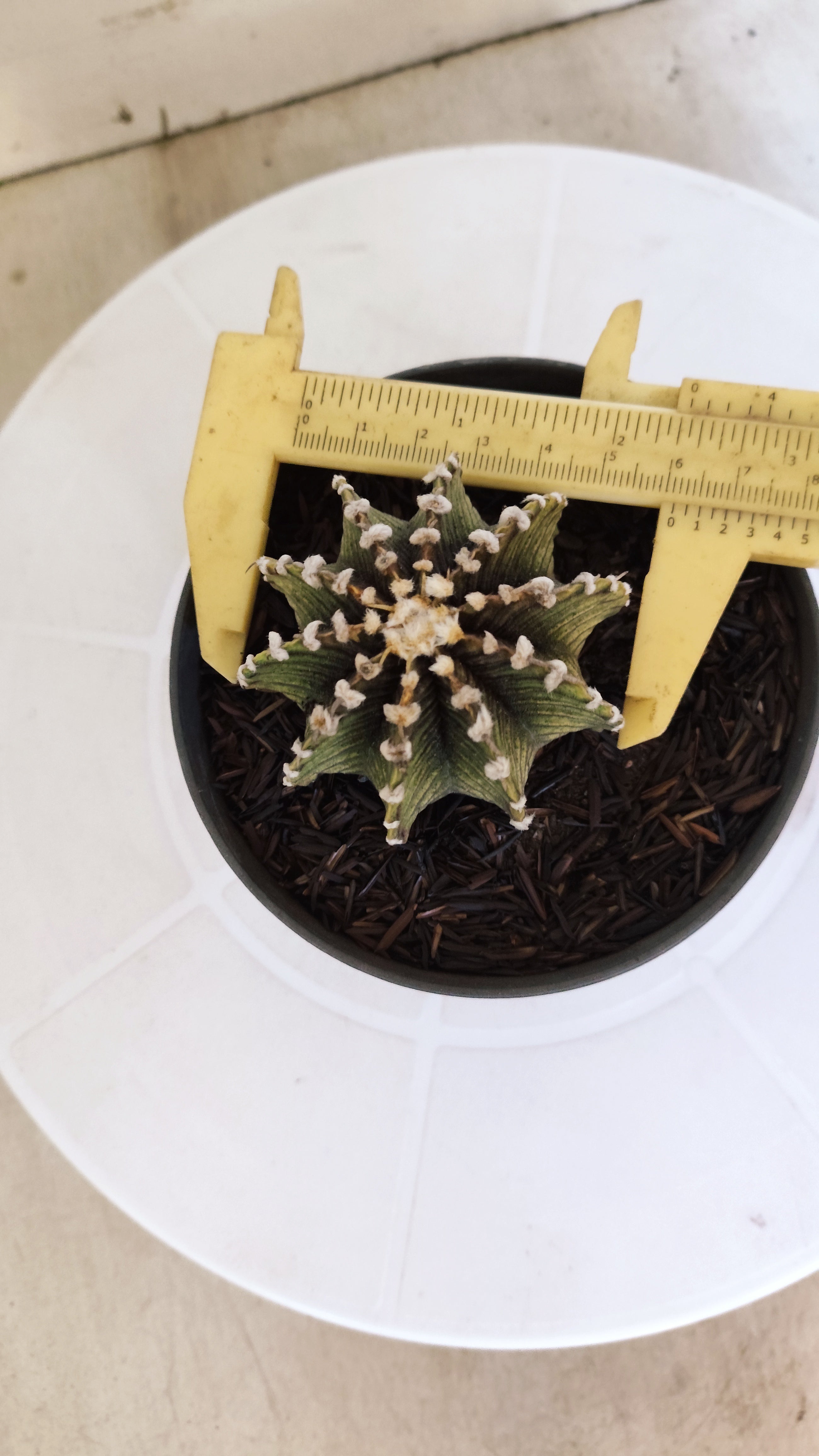 GYMNOCALYCIUM Friedrichii LB 2178 - Nº 597 – vaso 11