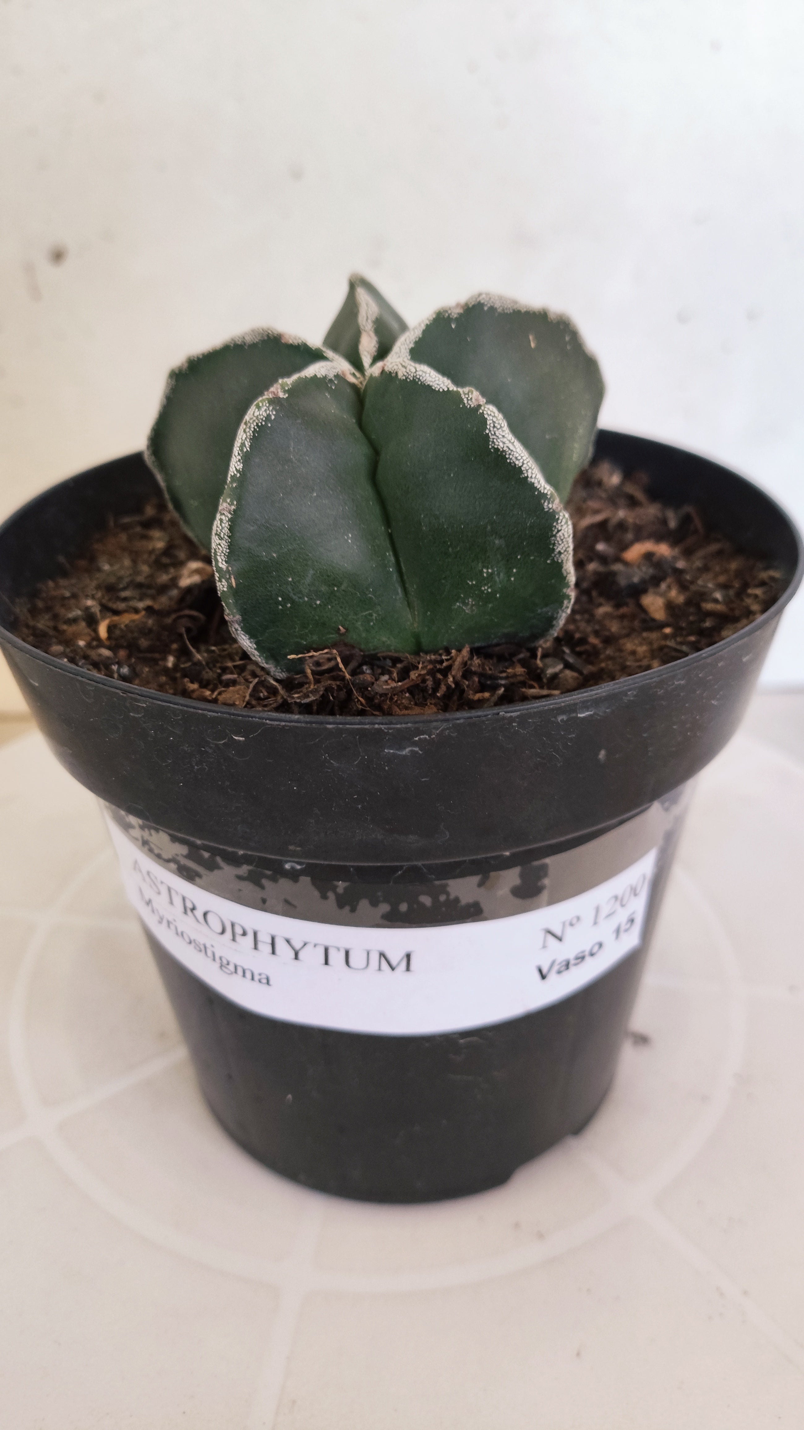 ASTROPHYTUM MYRIOSTIGMA "Hakujo"  Nº 1200 – vaso 15