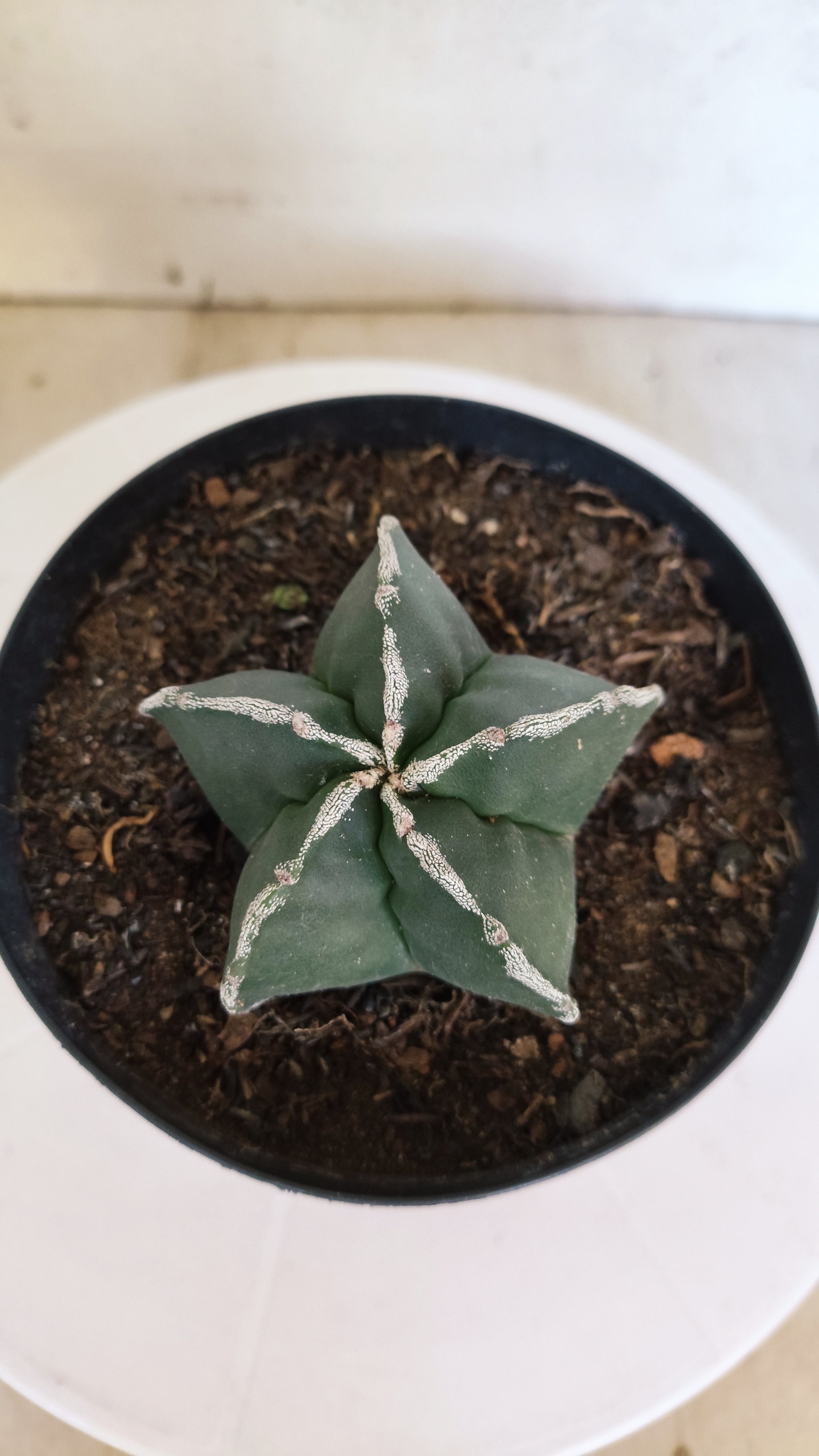 ASTROPHYTUM MYRIOSTIGMA "Hakujo"  Nº 1200 – vaso 15