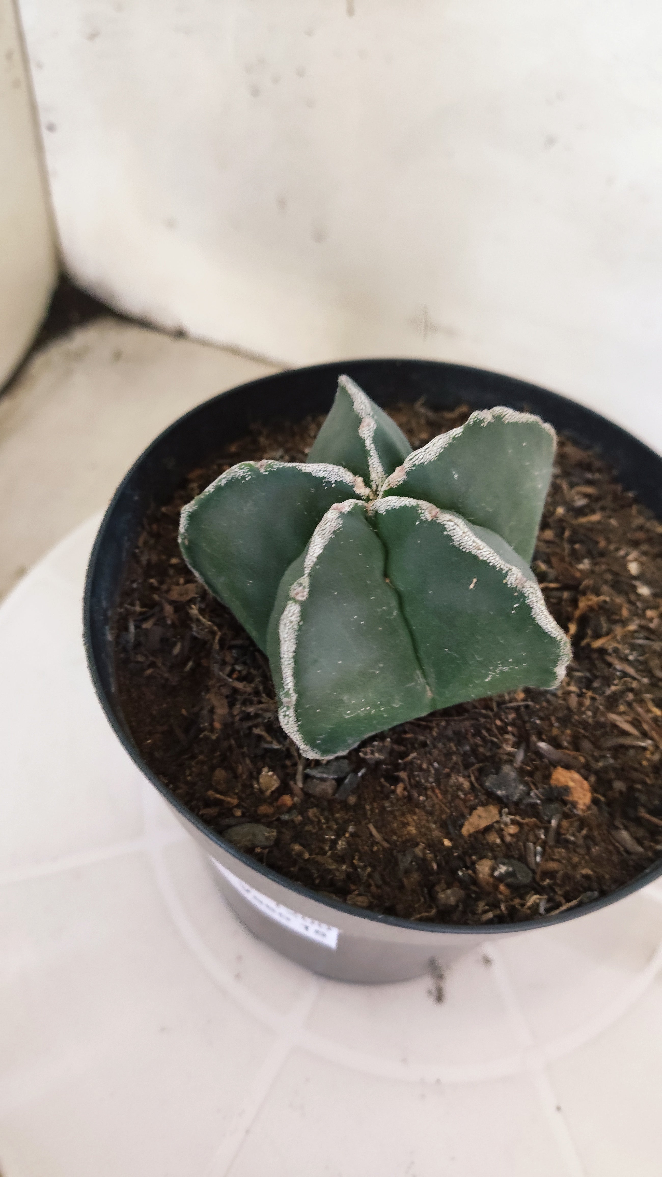 ASTROPHYTUM MYRIOSTIGMA "Hakujo"  Nº 1200 – vaso 15