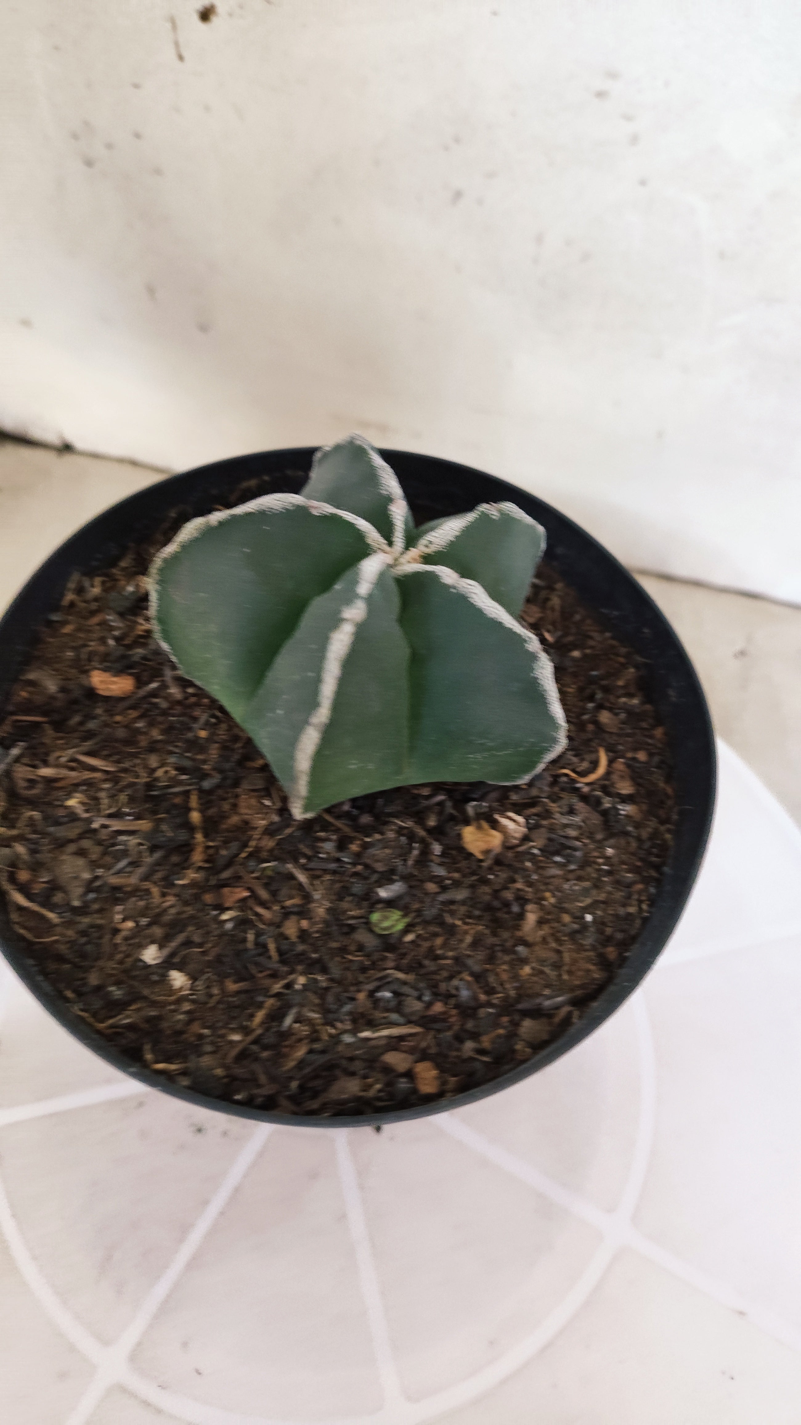 ASTROPHYTUM MYRIOSTIGMA "Hakujo"  Nº 1200 – vaso 15