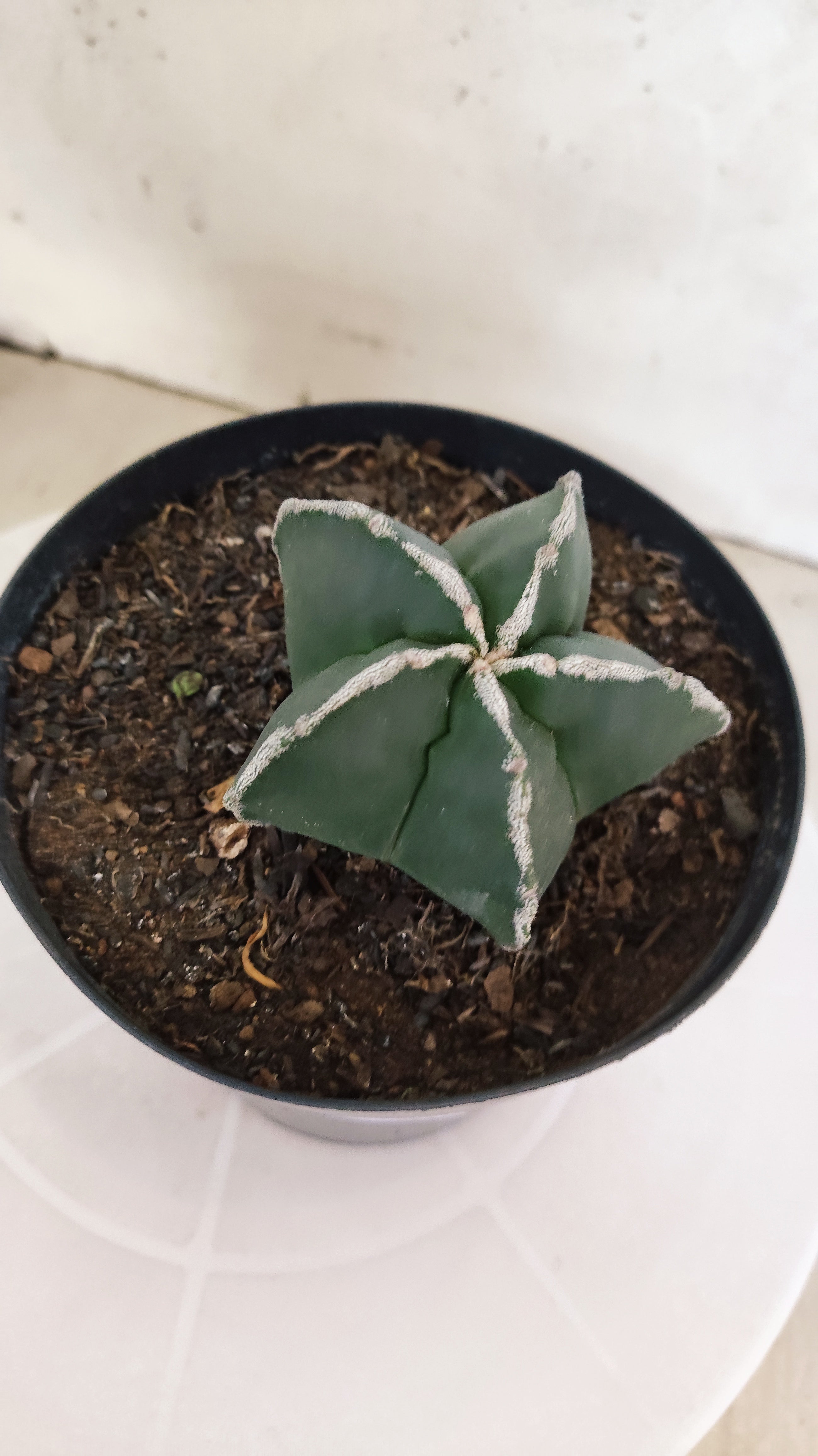 ASTROPHYTUM MYRIOSTIGMA "Hakujo"  Nº 1200 – vaso 15