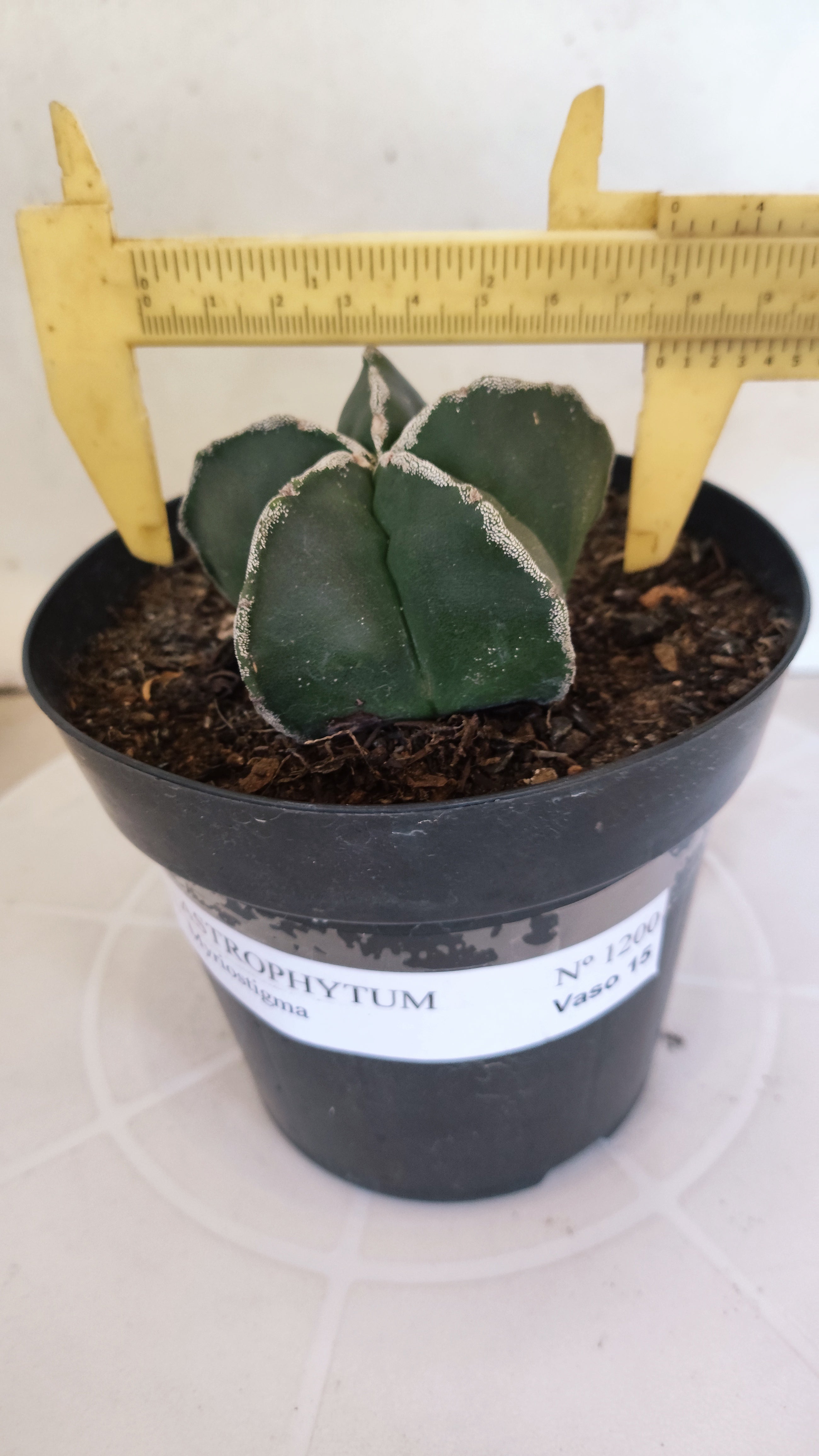 ASTROPHYTUM MYRIOSTIGMA "Hakujo"  Nº 1200 – vaso 15