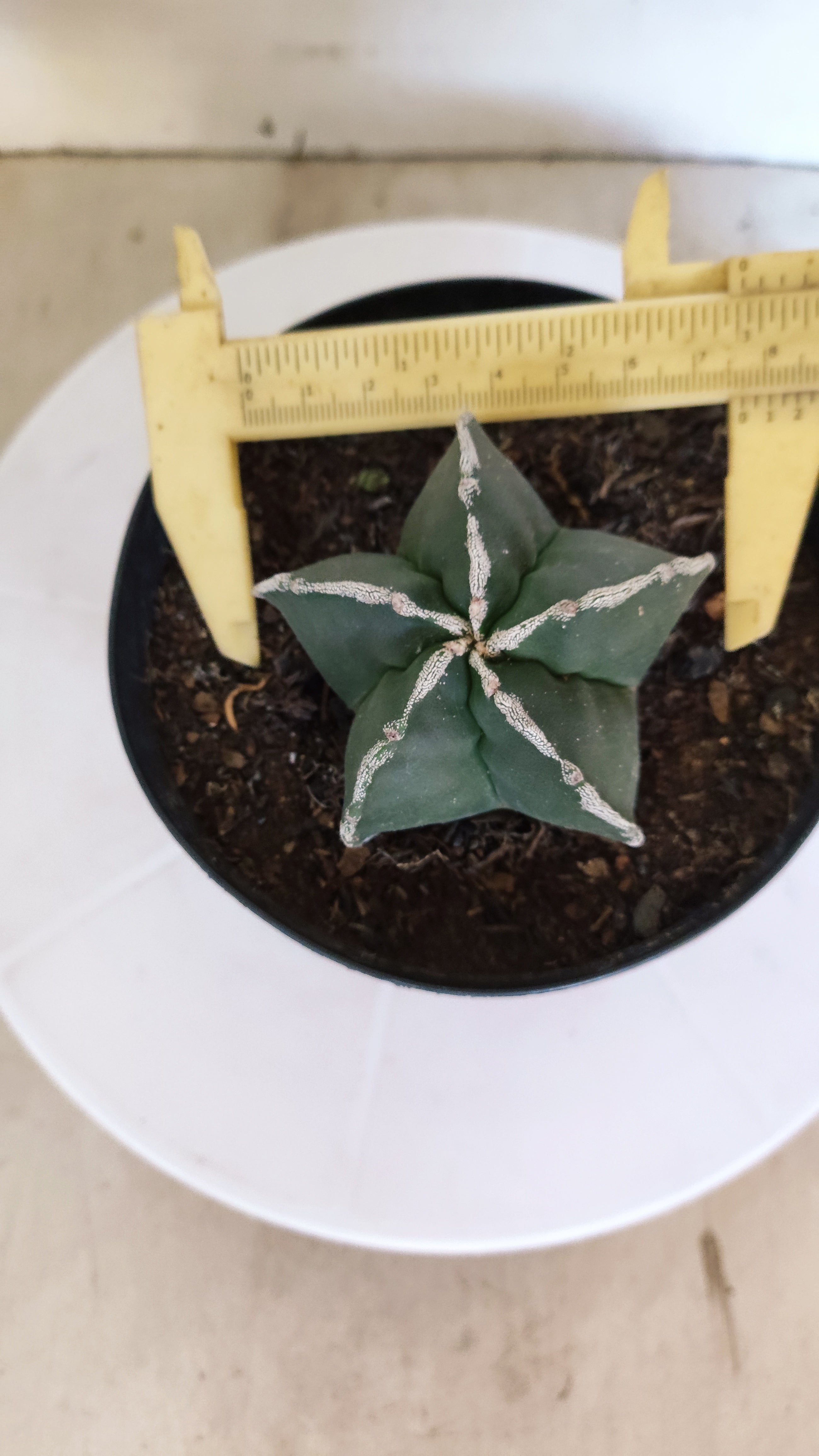 ASTROPHYTUM MYRIOSTIGMA "Hakujo"  Nº 1200 – vaso 15