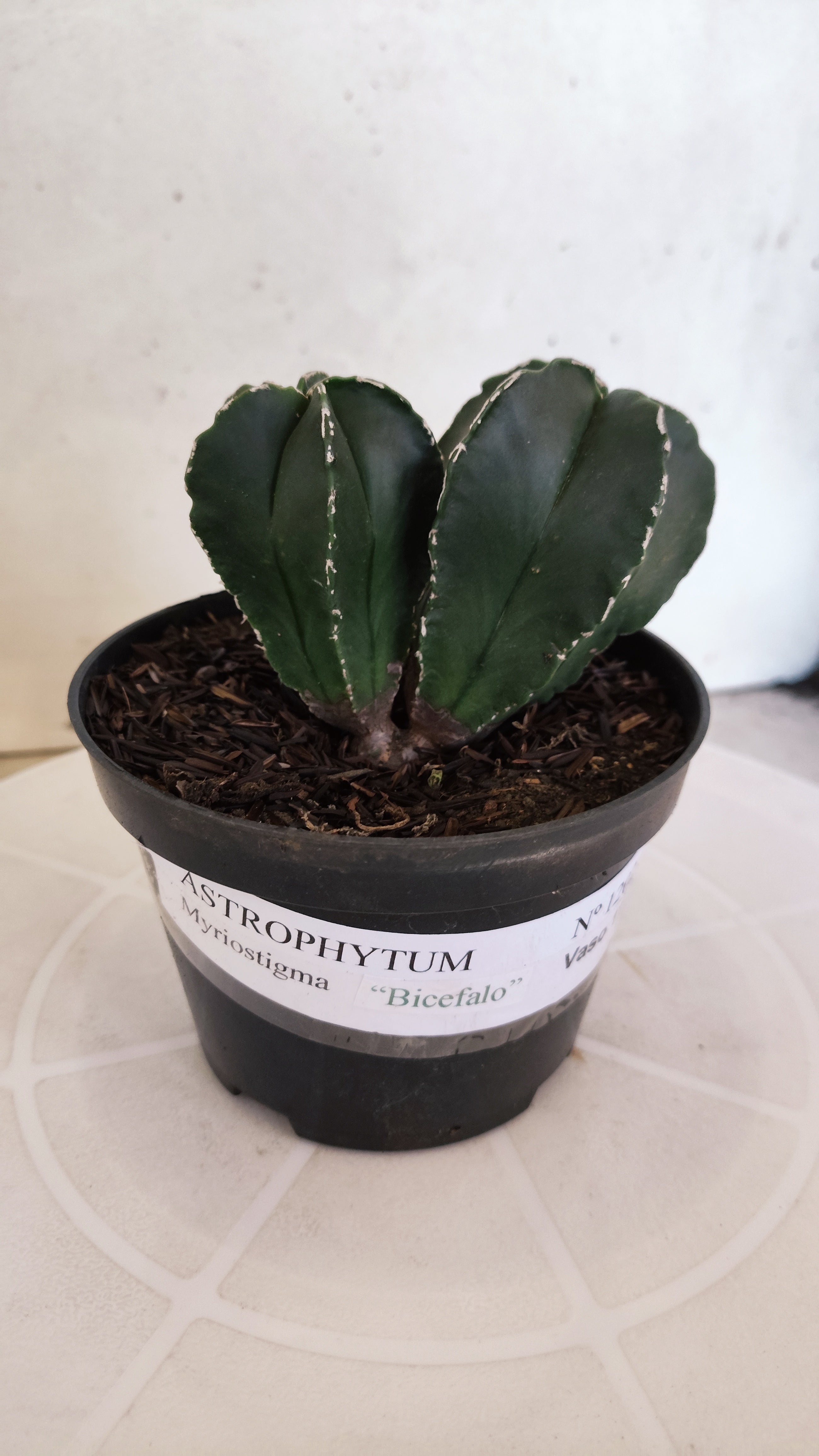 ASTROPHYTUM MYRIOSTIGMA "BICÉFALO" Nº 1202 – vaso 11