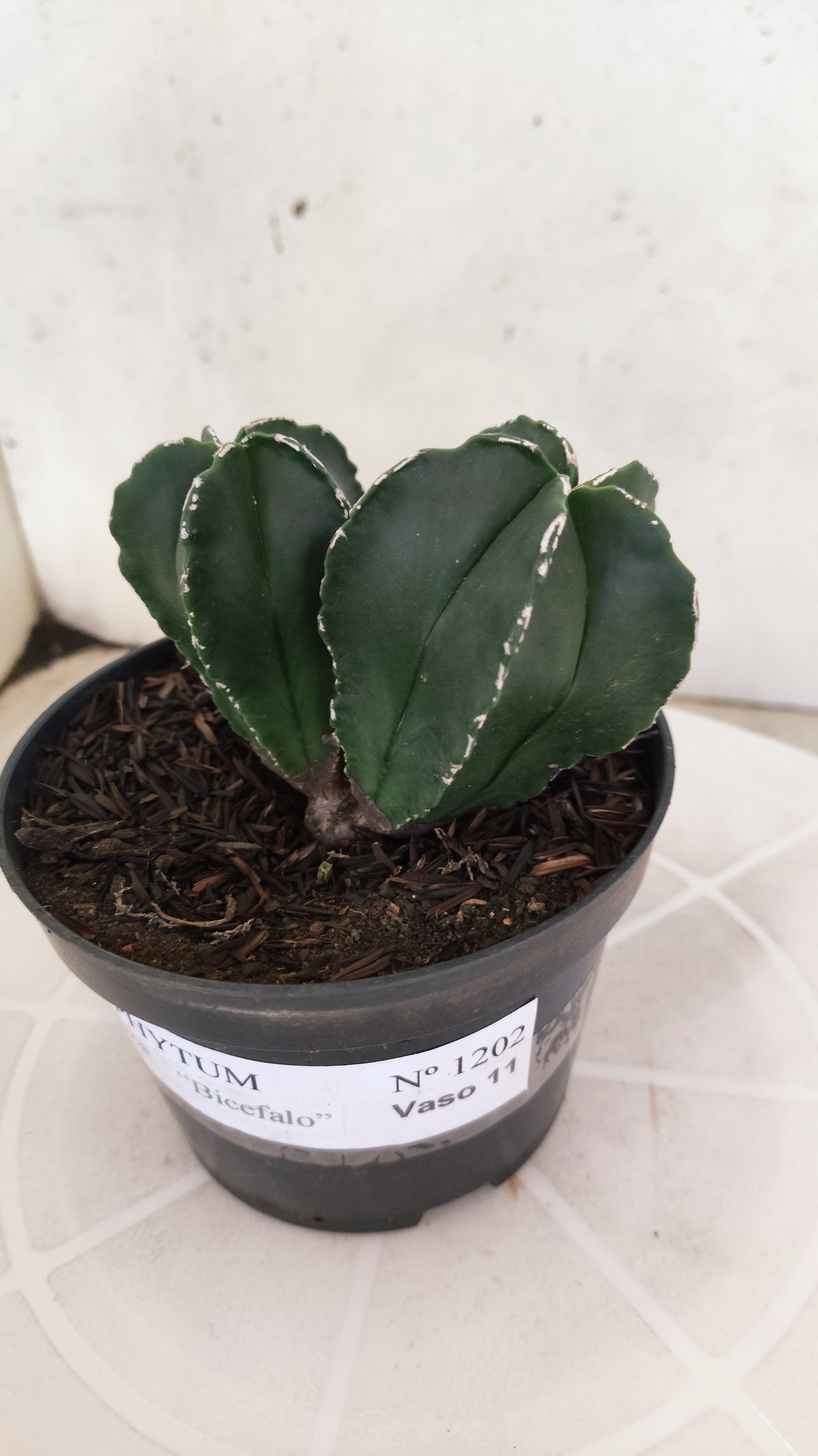 ASTROPHYTUM MYRIOSTIGMA "BICÉFALO" Nº 1202 – vaso 11