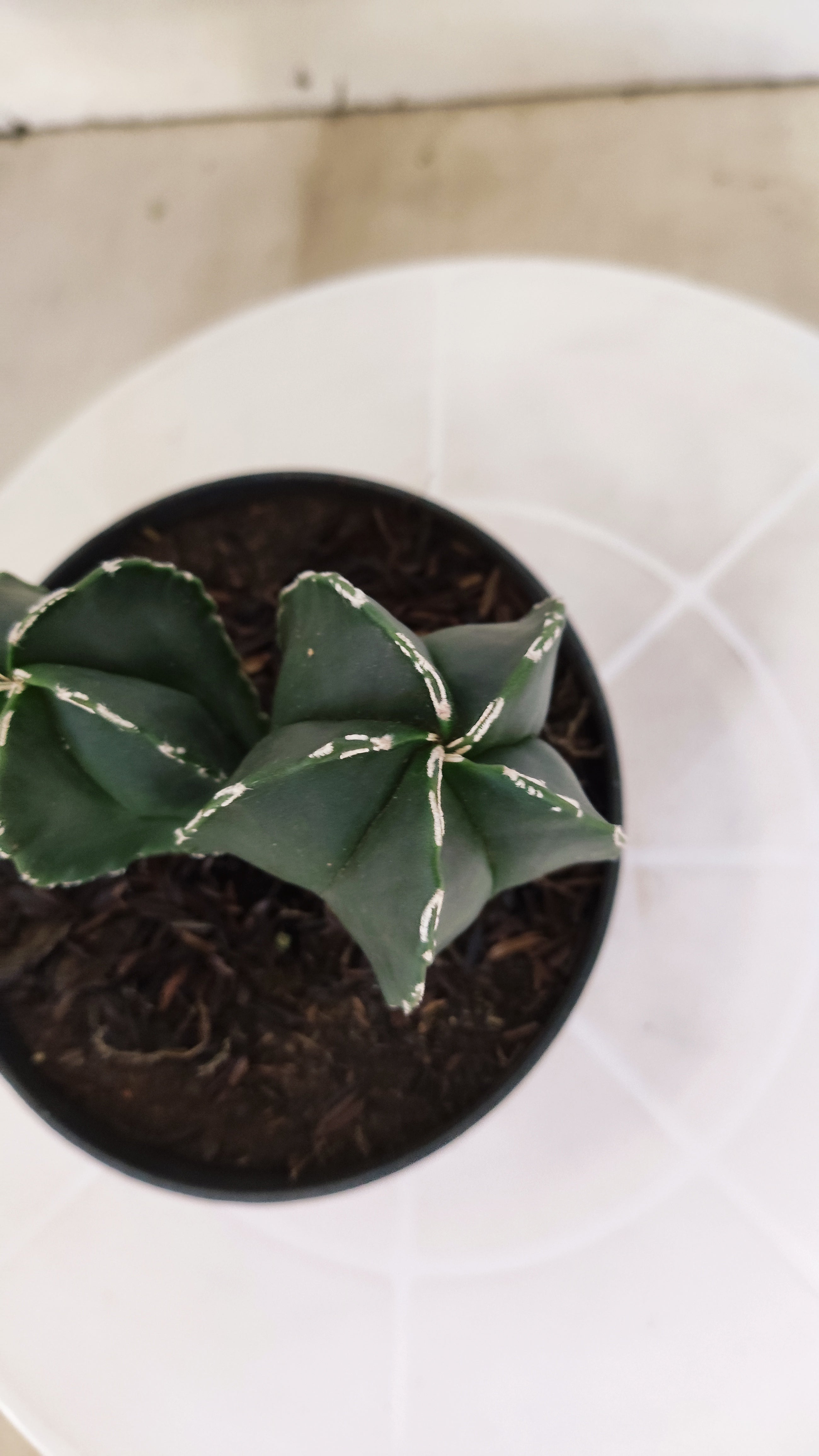 ASTROPHYTUM MYRIOSTIGMA "BICÉFALO" Nº 1202 – vaso 11