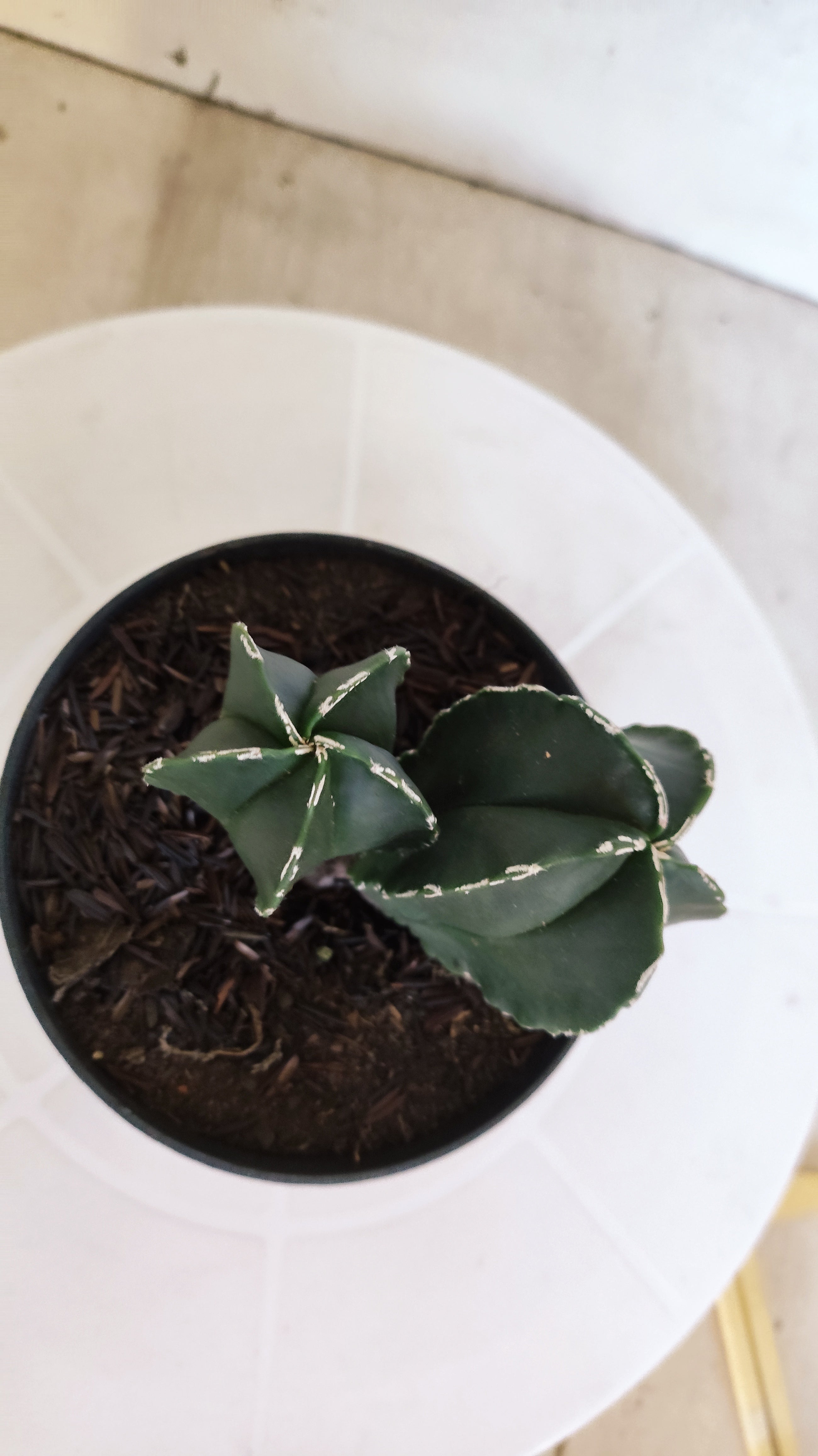ASTROPHYTUM MYRIOSTIGMA "BICÉFALO" Nº 1202 – vaso 11