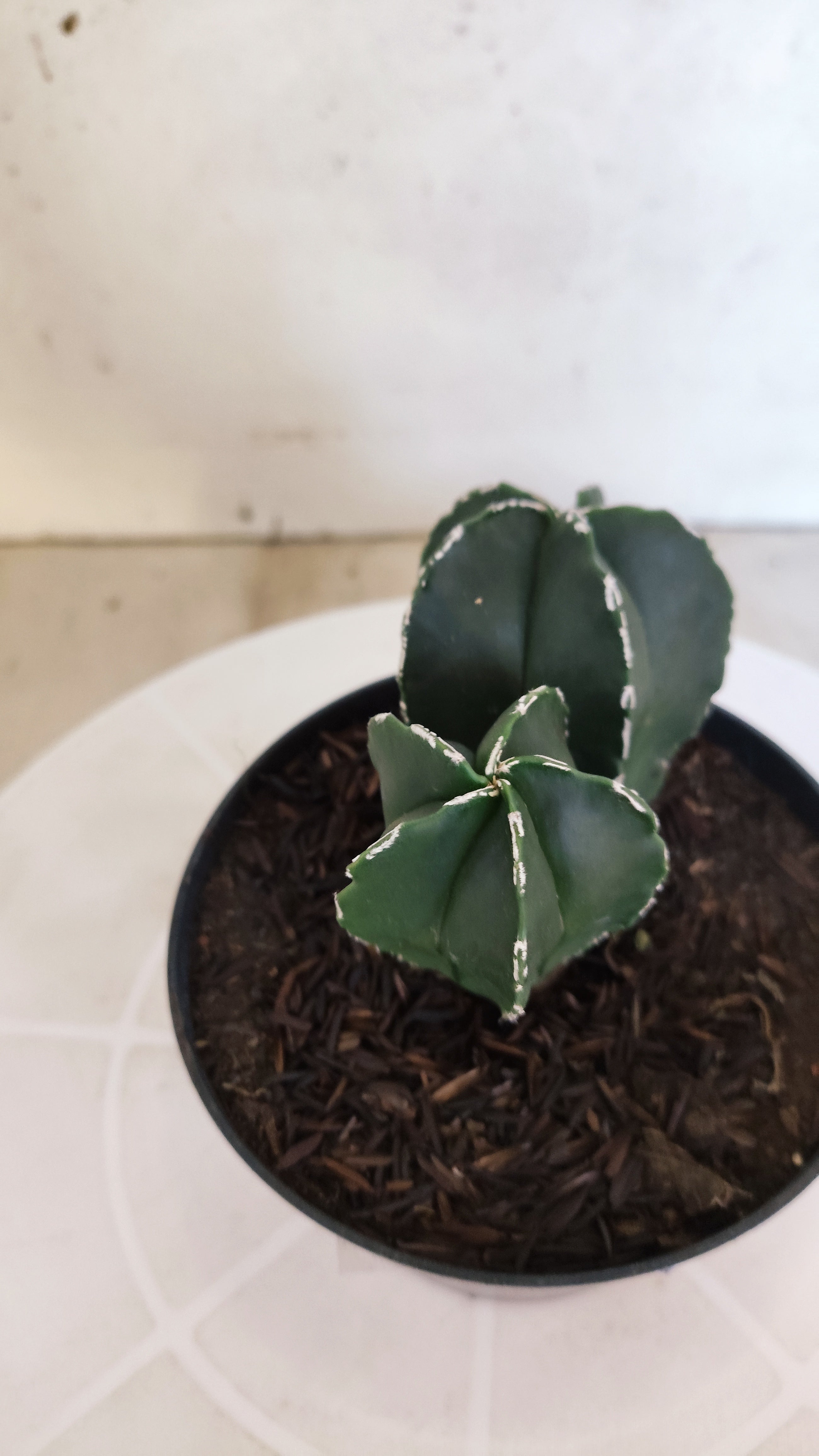 ASTROPHYTUM MYRIOSTIGMA "BICÉFALO" Nº 1202 – vaso 11
