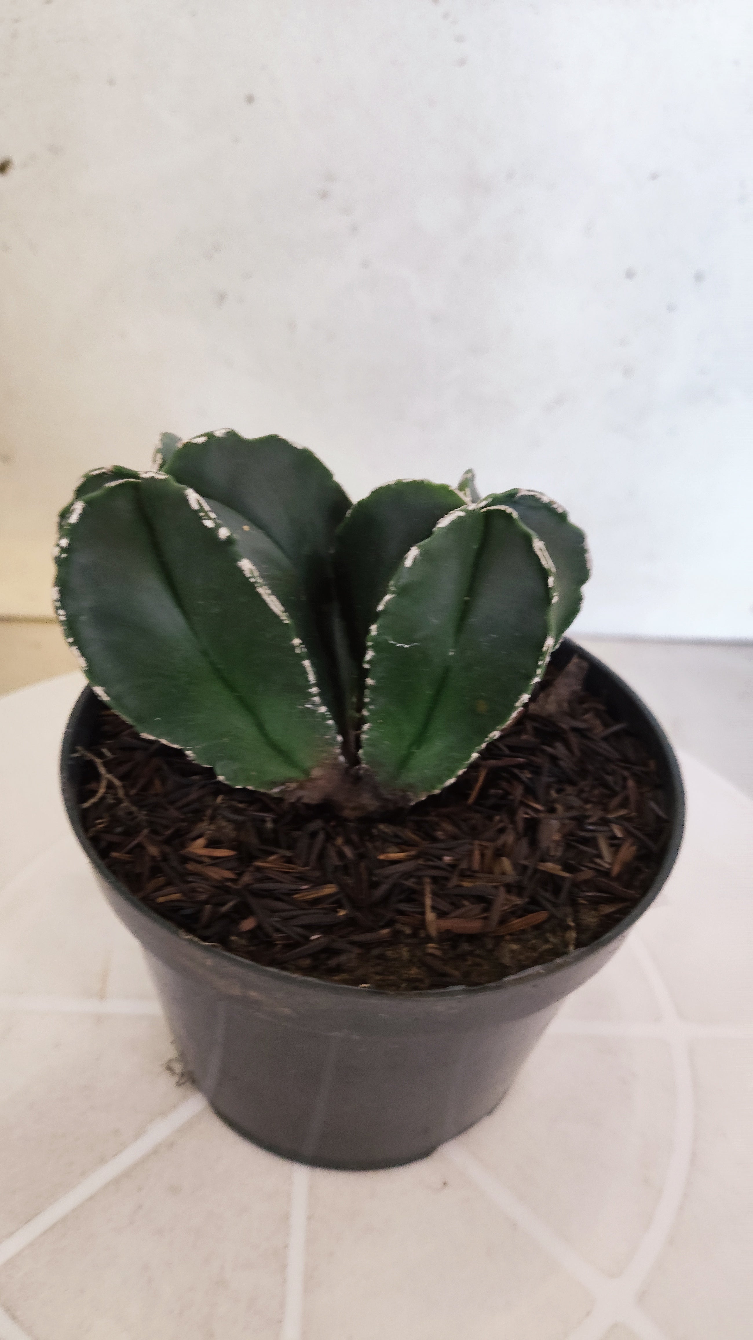 ASTROPHYTUM MYRIOSTIGMA "BICÉFALO" Nº 1202 – vaso 11