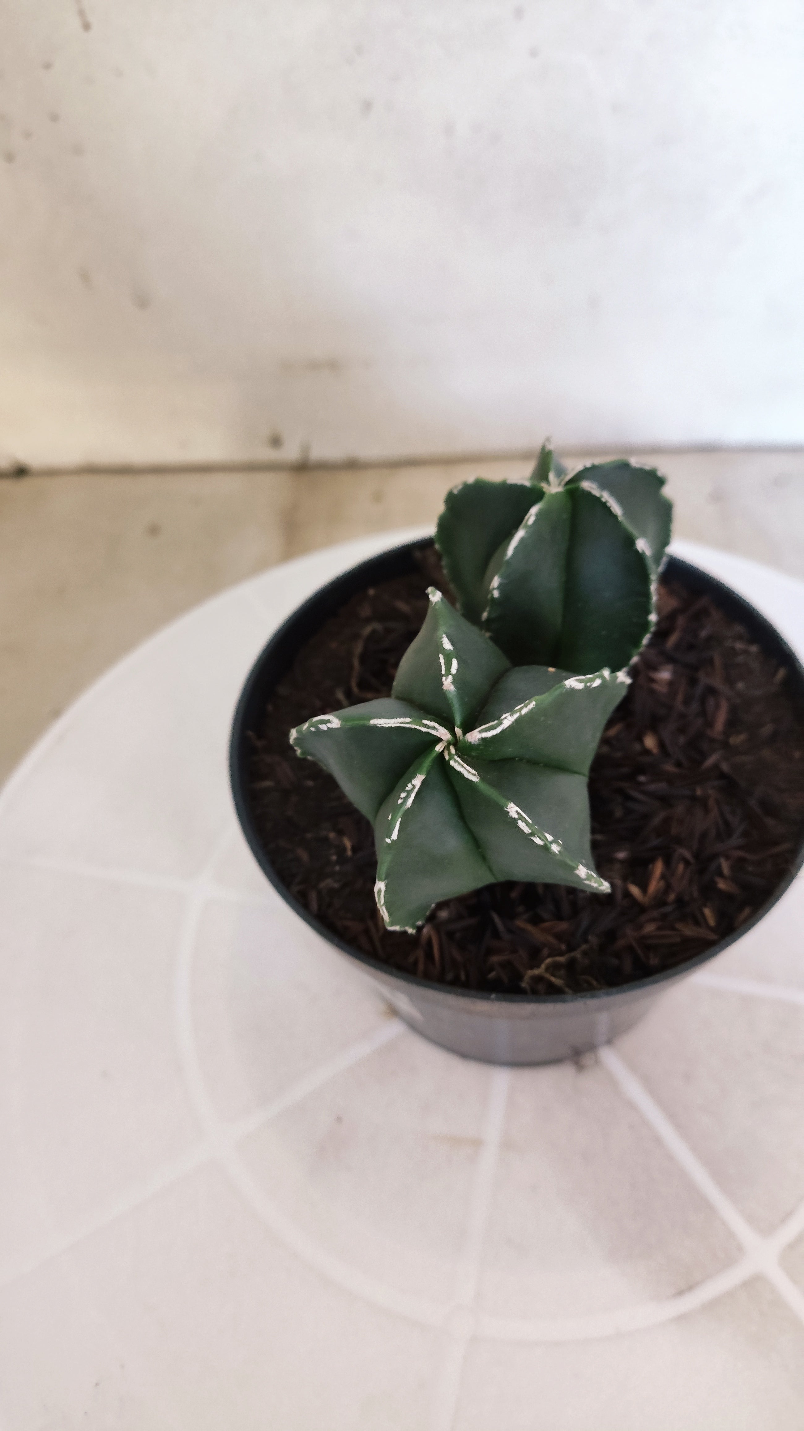 ASTROPHYTUM MYRIOSTIGMA "BICÉFALO" Nº 1202 – vaso 11