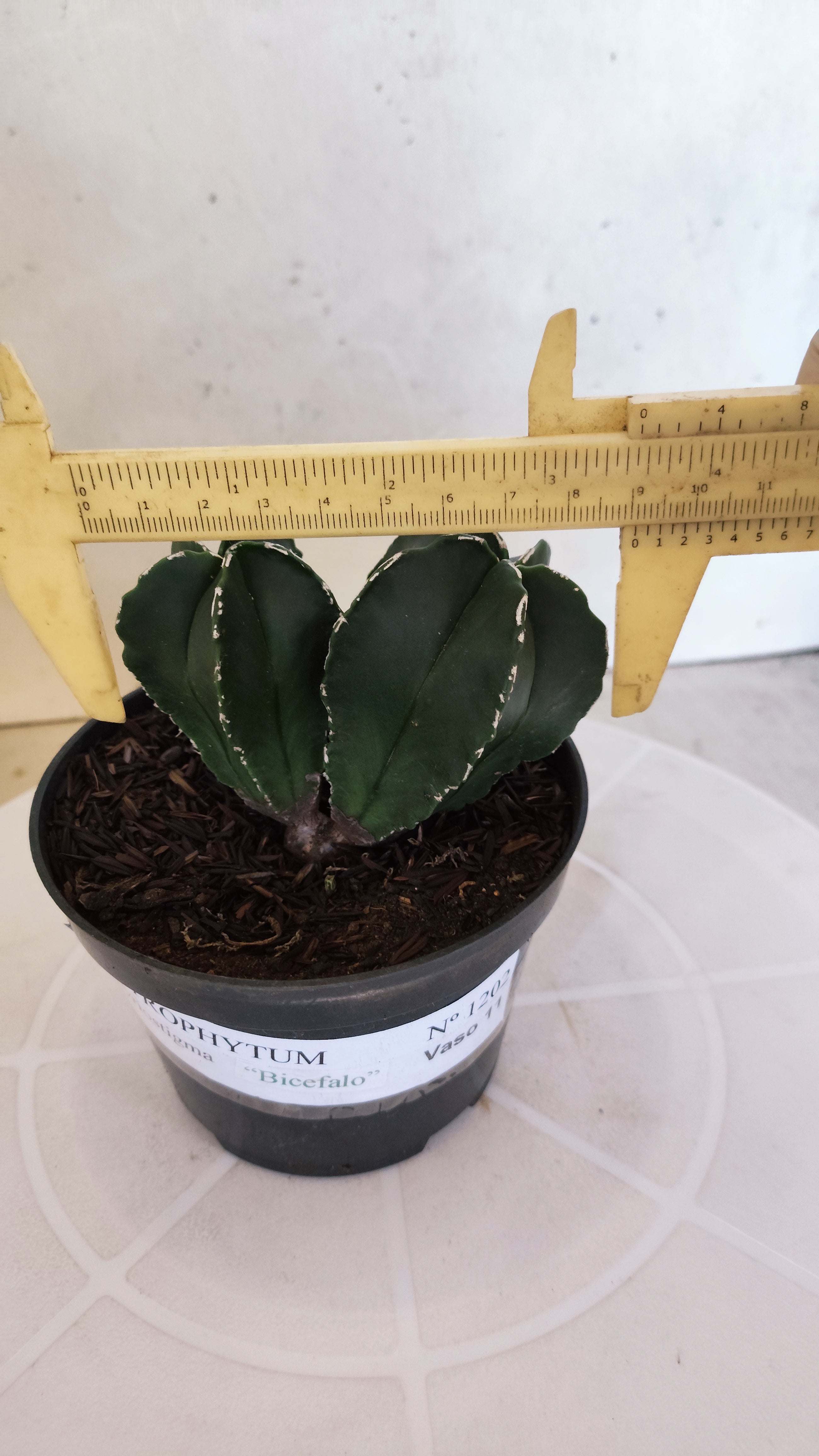 ASTROPHYTUM MYRIOSTIGMA "BICÉFALO" Nº 1202 – vaso 11