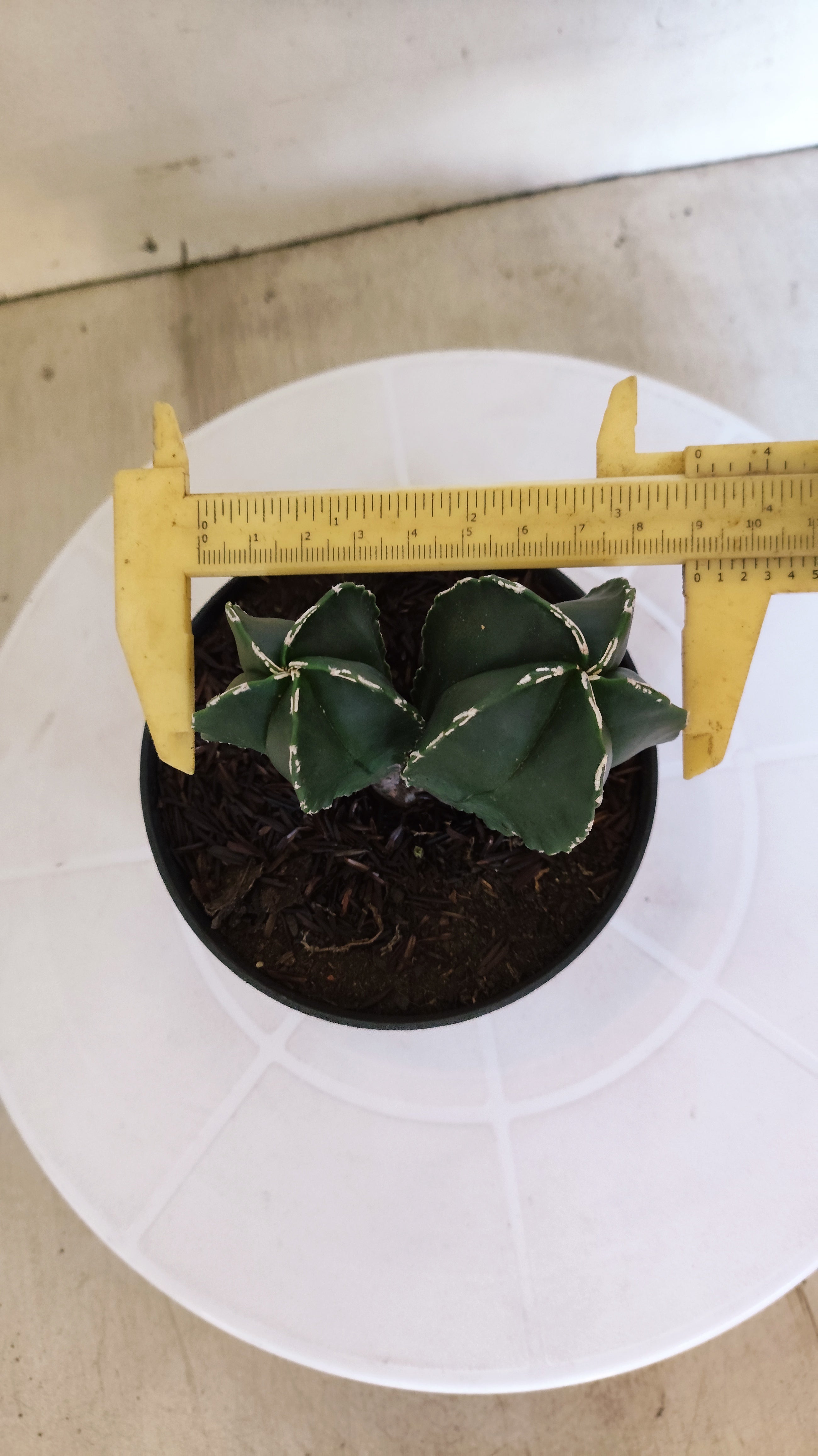 ASTROPHYTUM MYRIOSTIGMA "BICÉFALO" Nº 1202 – vaso 11