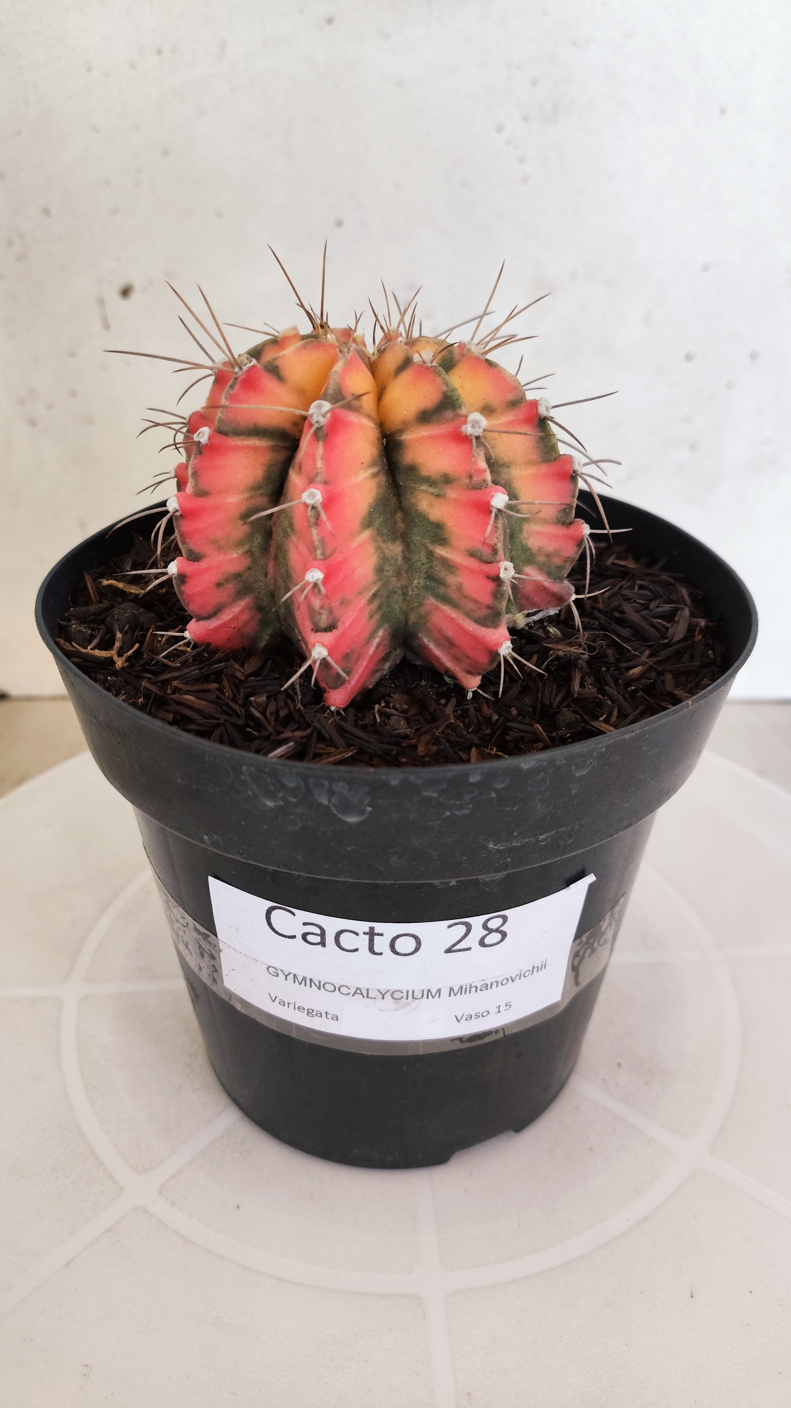 Matriz GYMNOCALYCIUM Mihanovichii "Variegata" Nº 28 – vaso 15