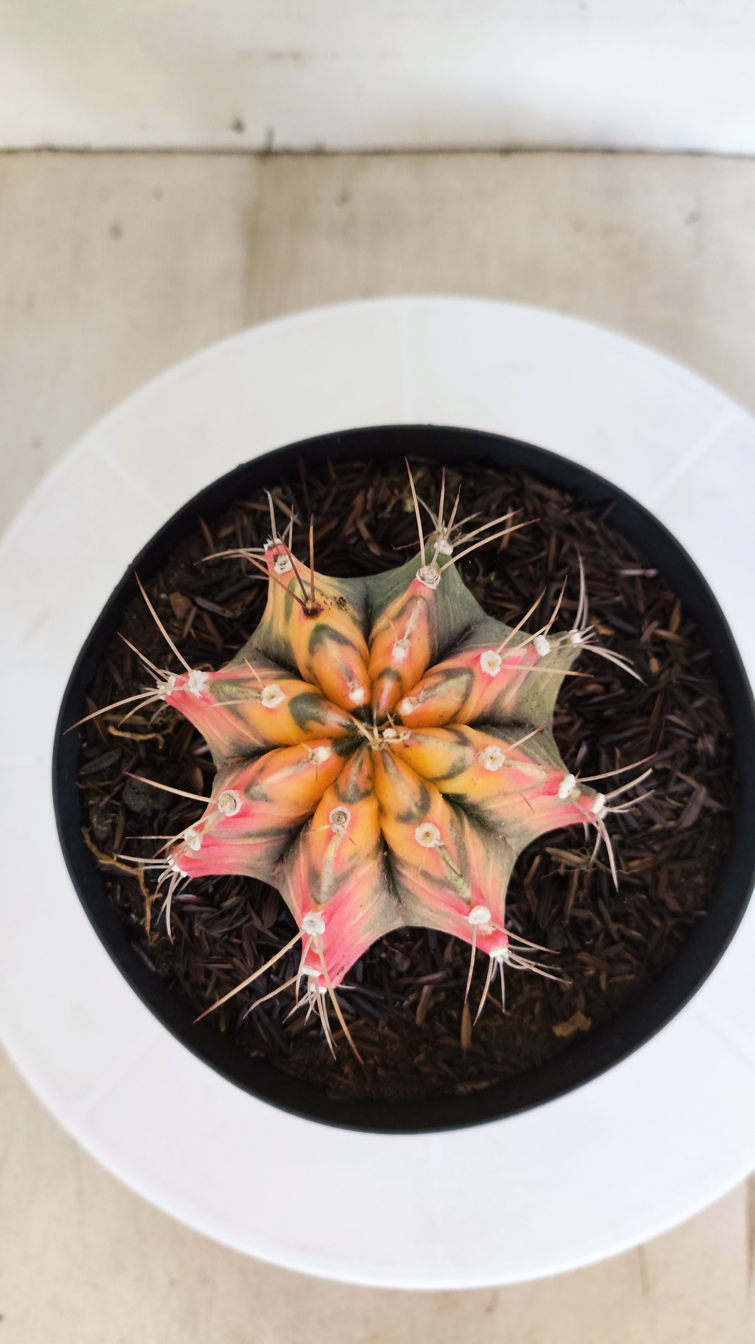 Matriz GYMNOCALYCIUM Mihanovichii "Variegata" Nº 28 – vaso 15