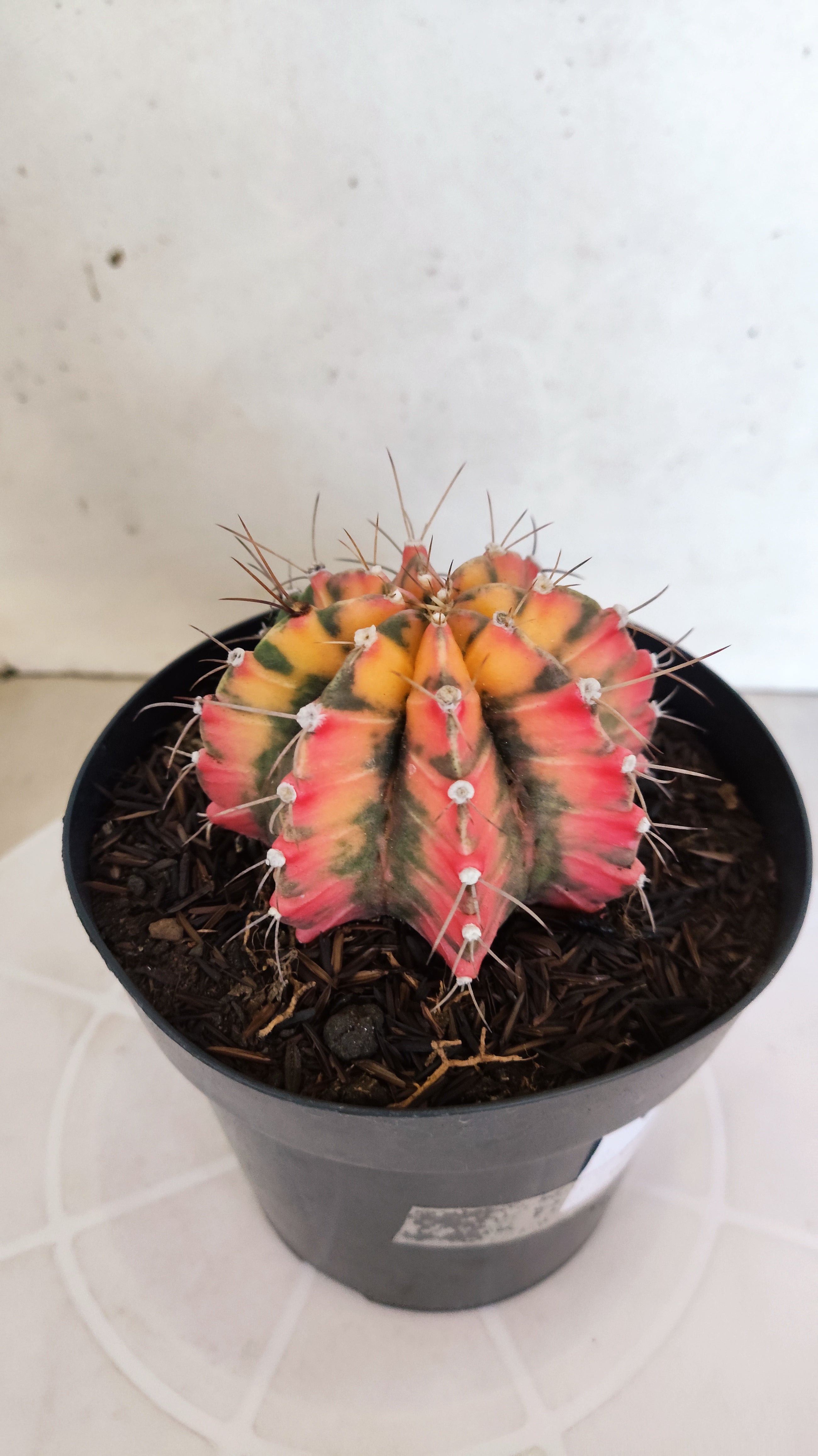Matriz GYMNOCALYCIUM Mihanovichii "Variegata" Nº 28 – vaso 15