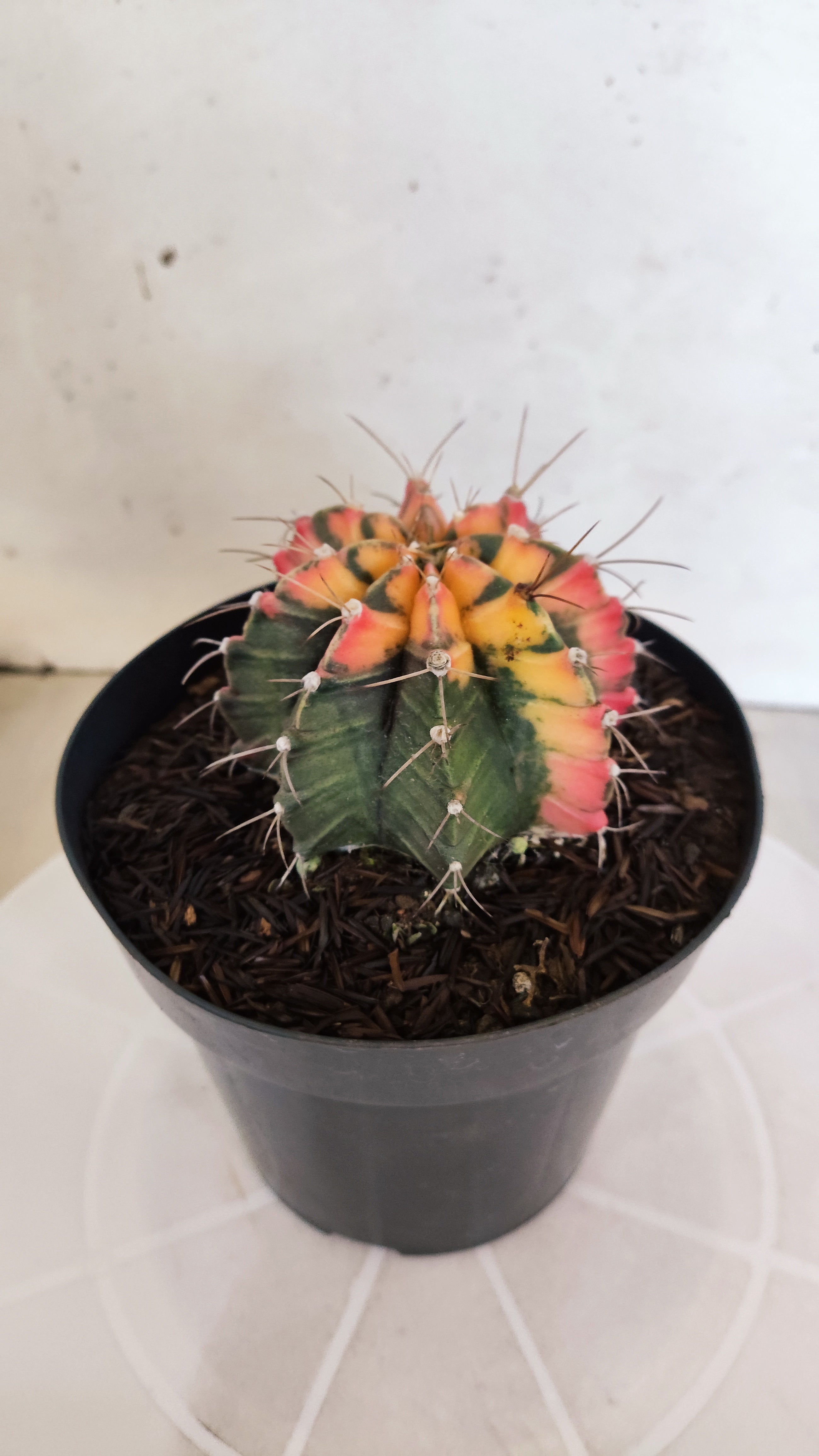 Matriz GYMNOCALYCIUM Mihanovichii "Variegata" Nº 28 – vaso 15
