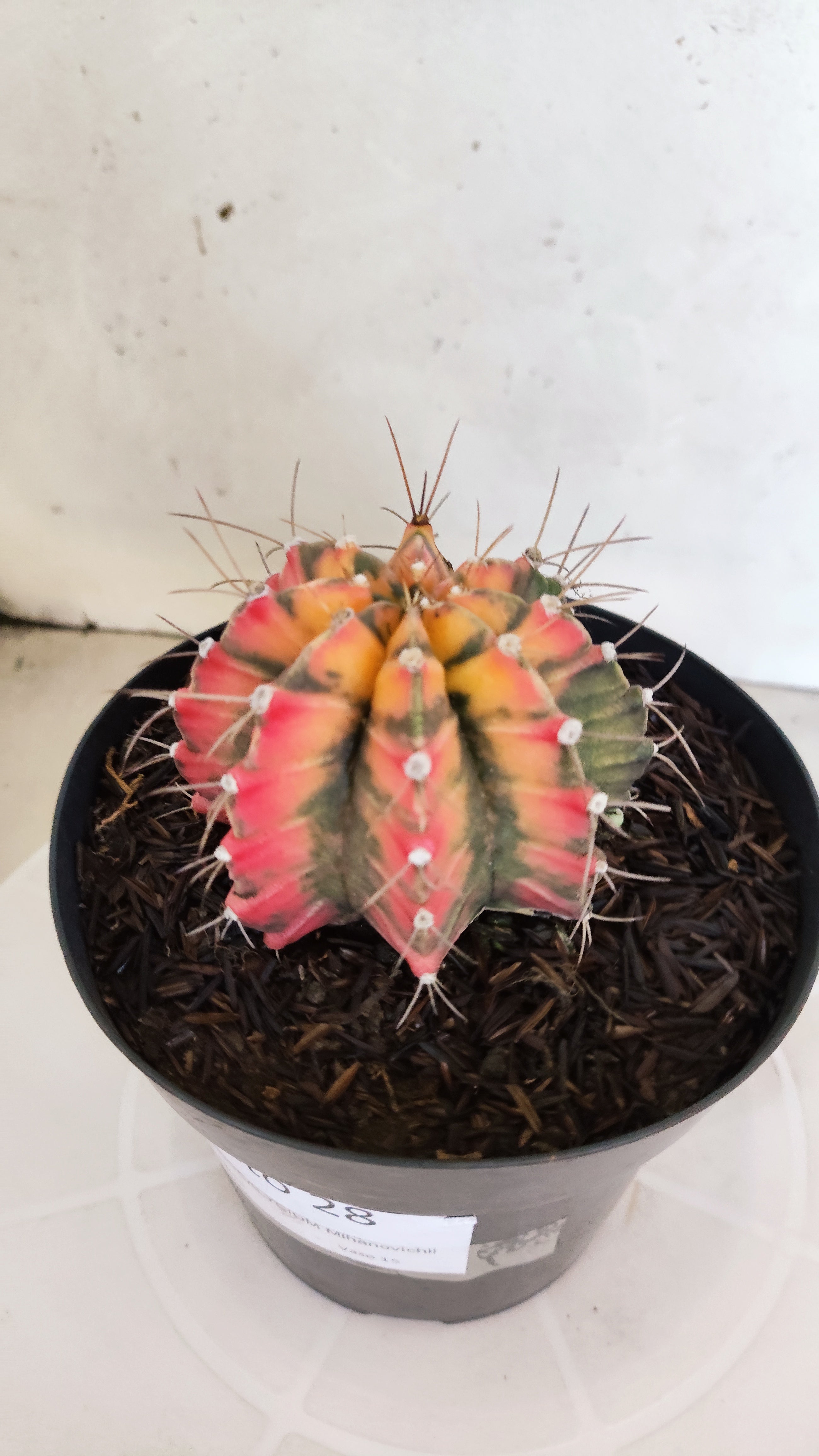 Matriz GYMNOCALYCIUM Mihanovichii "Variegata" Nº 28 – vaso 15