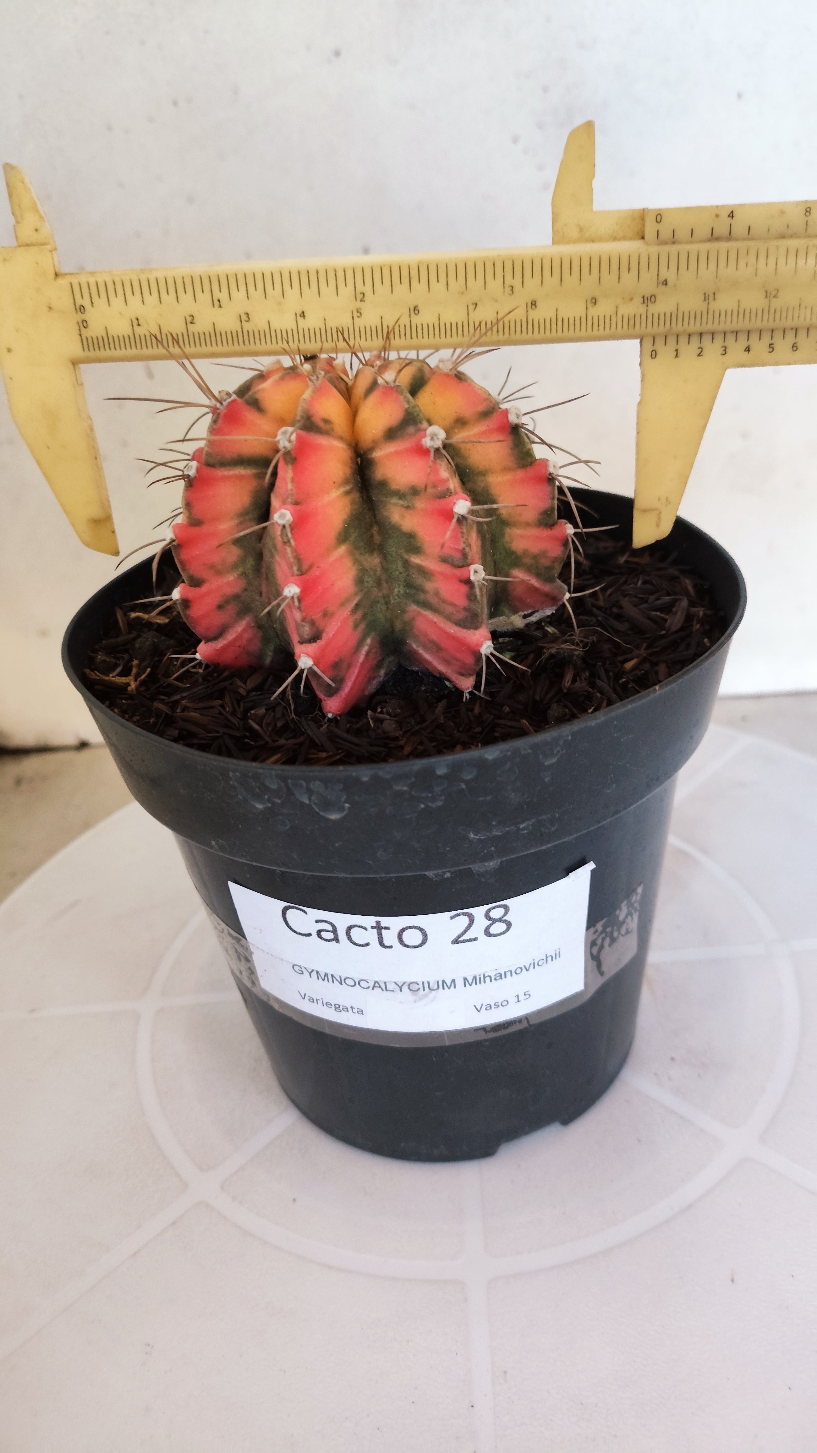 Matriz GYMNOCALYCIUM Mihanovichii "Variegata" Nº 28 – vaso 15