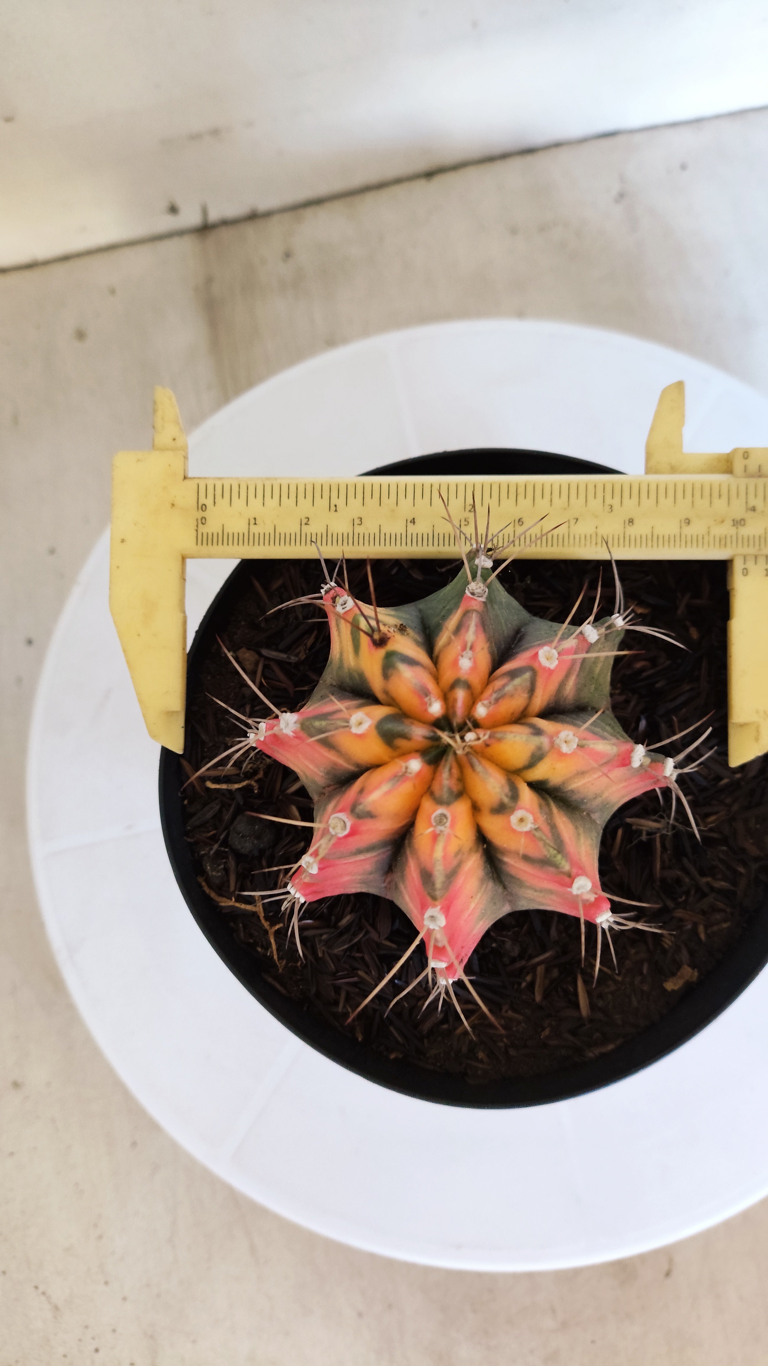 Matriz GYMNOCALYCIUM Mihanovichii "Variegata" Nº 28 – vaso 15