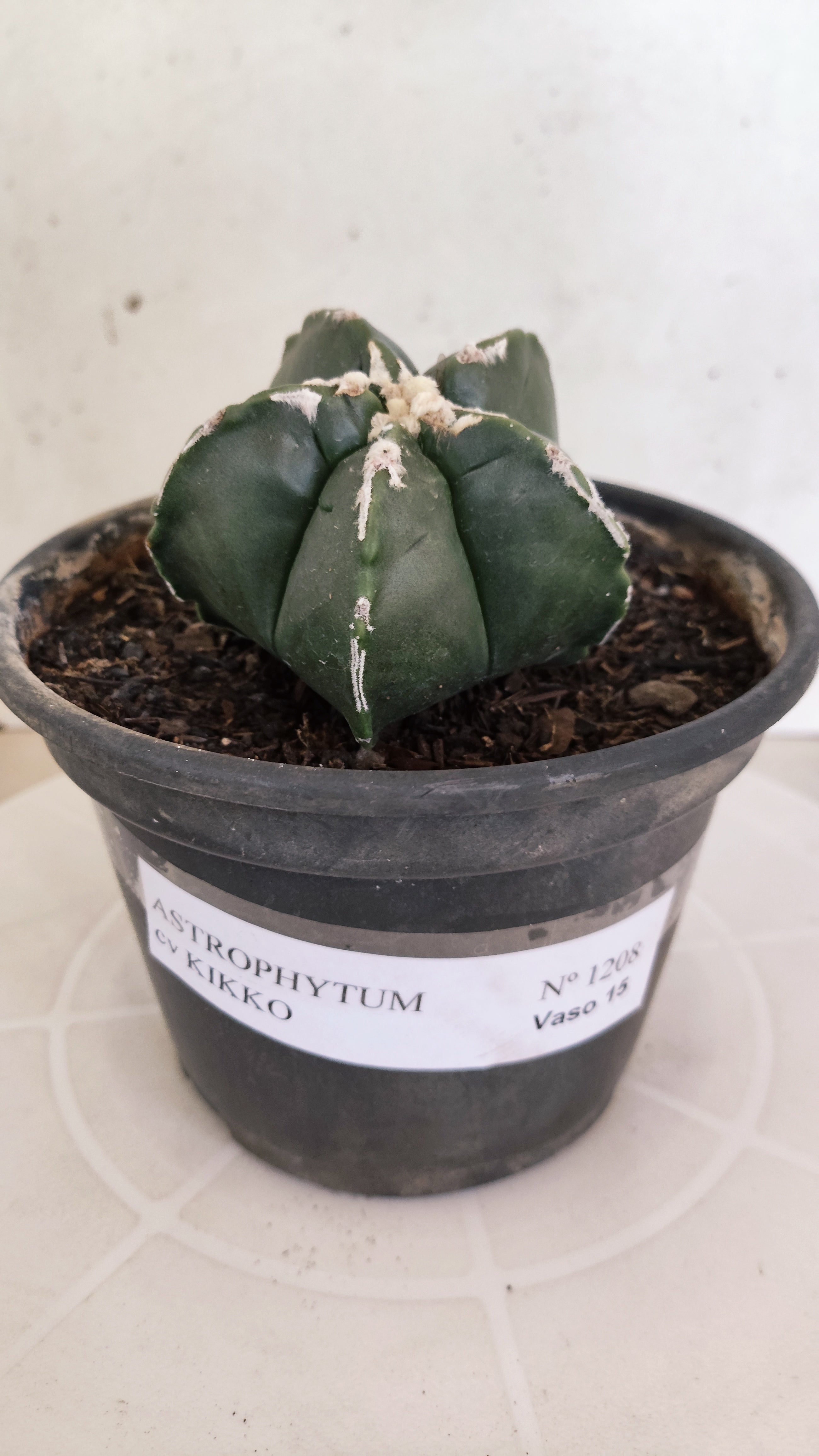 ASTROPHYTUM cv KIKKO "Hakkun" Nº 1208 – vaso 15