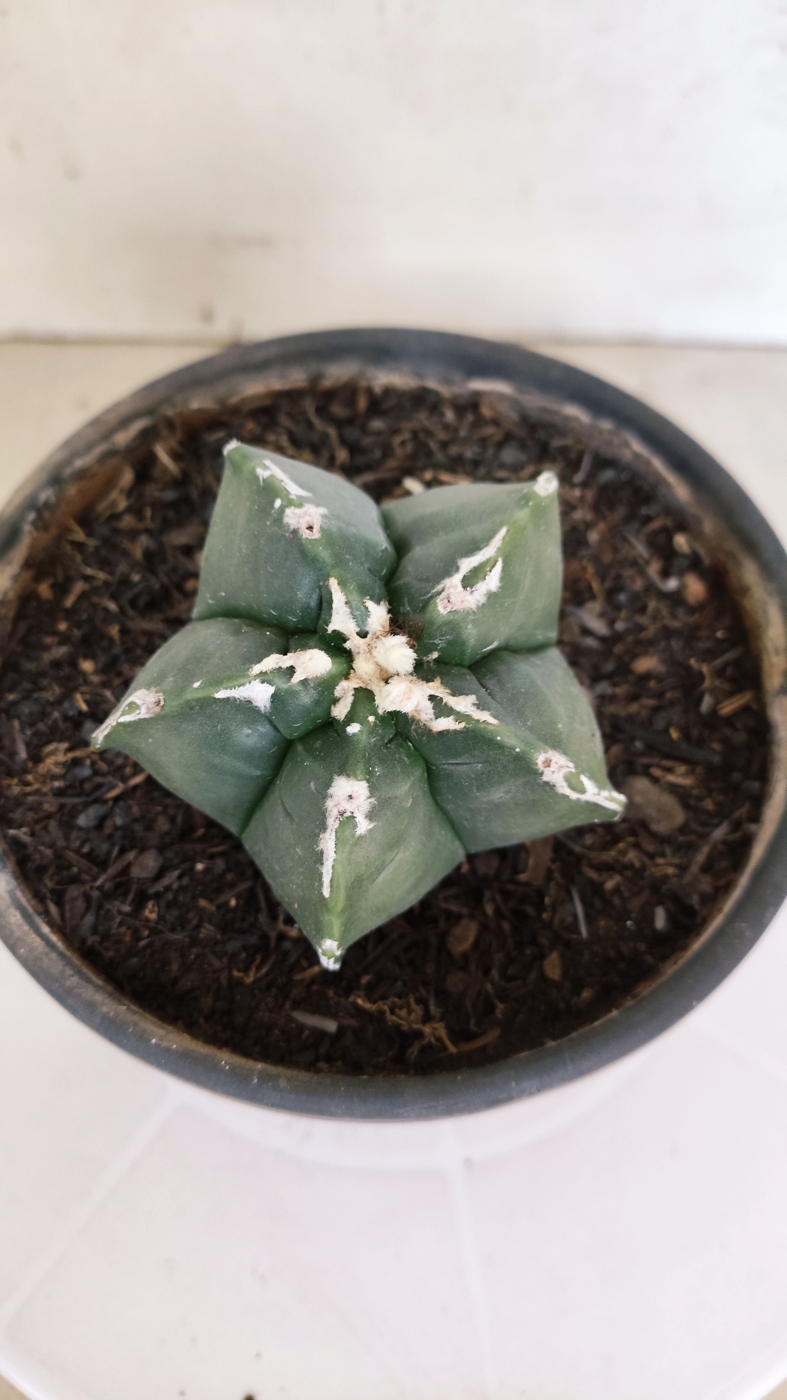 ASTROPHYTUM cv KIKKO "Hakkun" Nº 1208 – vaso 15