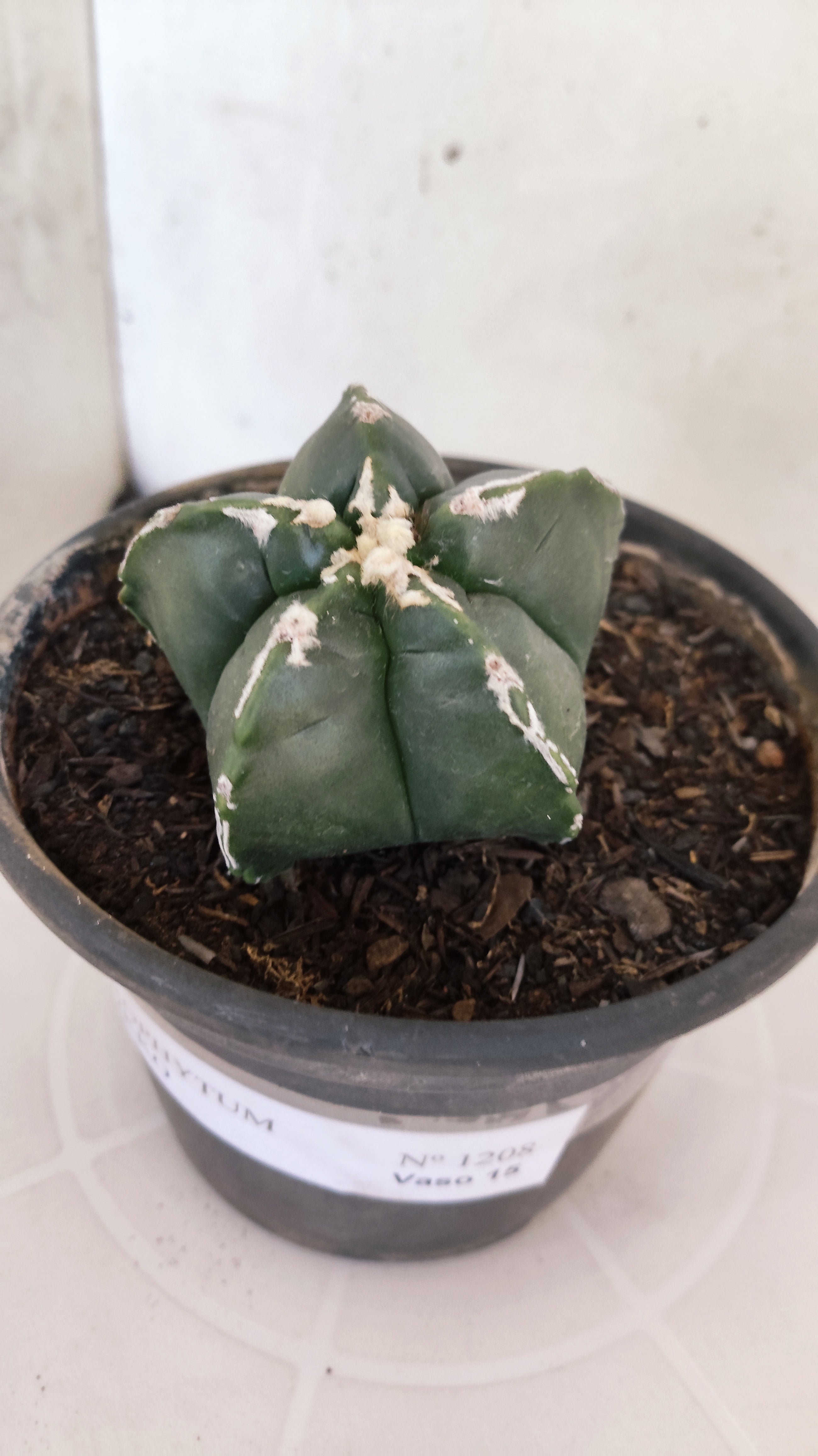 ASTROPHYTUM cv KIKKO "Hakkun" Nº 1208 – vaso 15