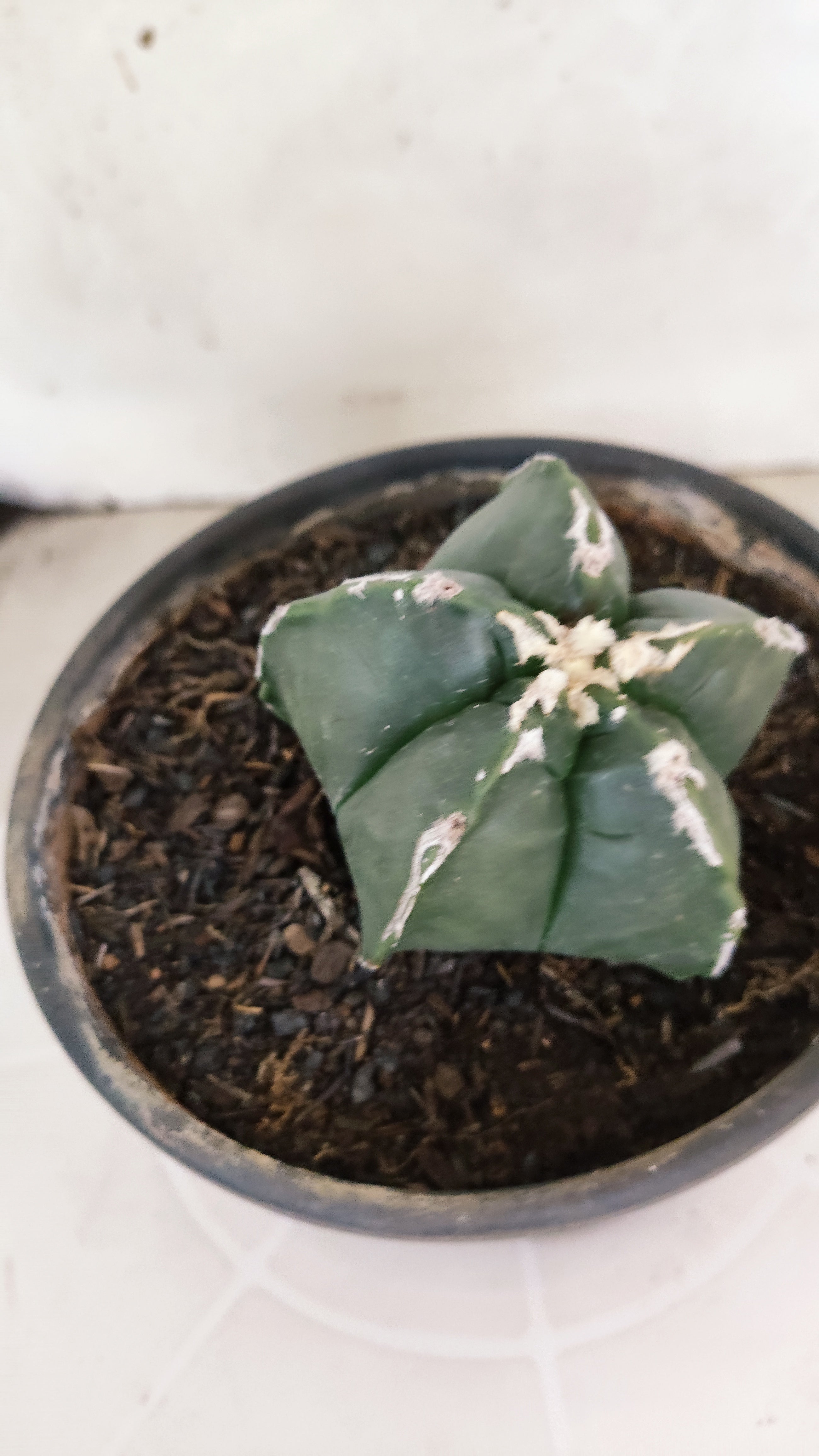 ASTROPHYTUM cv KIKKO "Hakkun" Nº 1208 – vaso 15