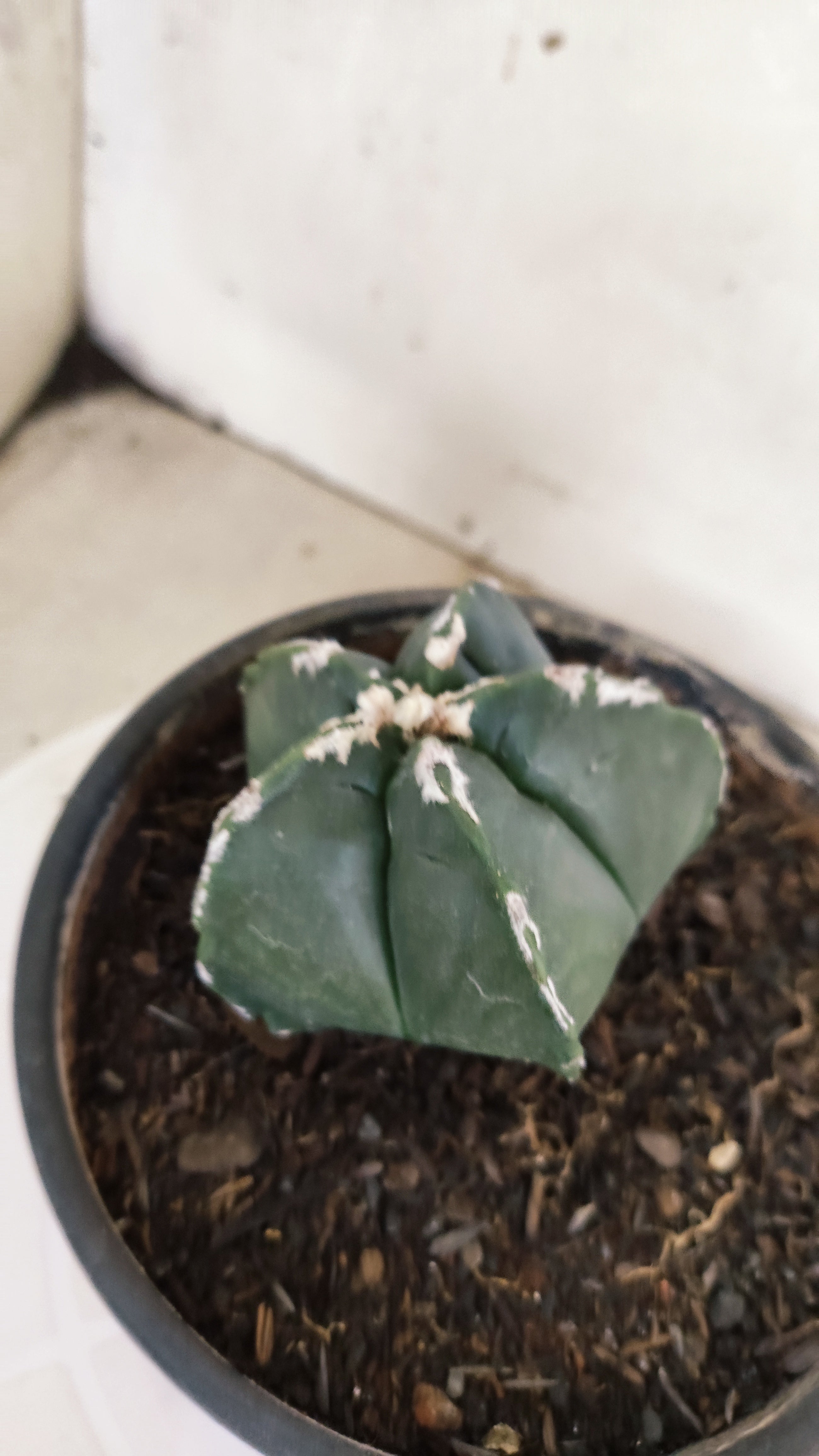 ASTROPHYTUM cv KIKKO "Hakkun" Nº 1208 – vaso 15