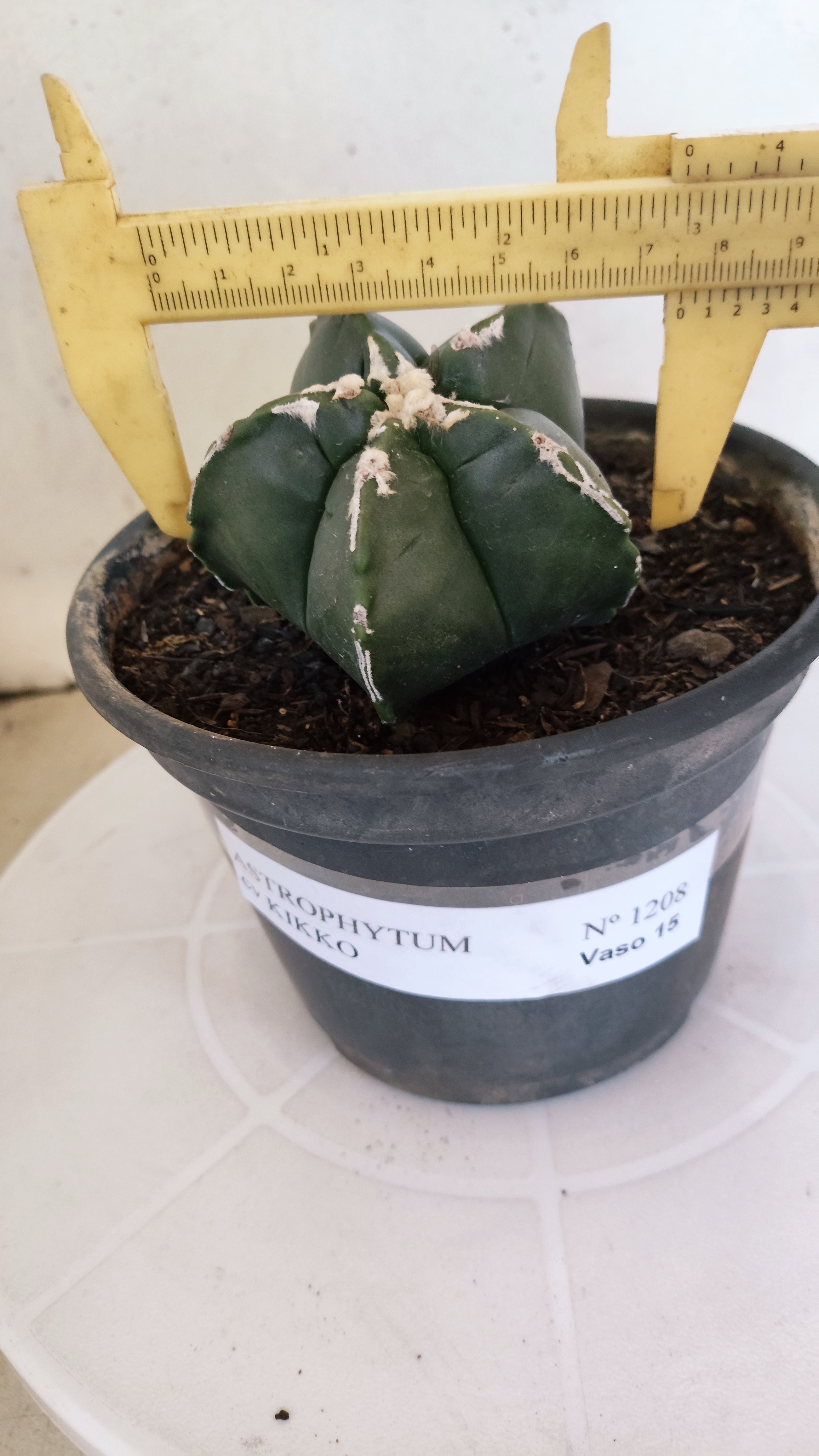ASTROPHYTUM cv KIKKO "Hakkun" Nº 1208 – vaso 15