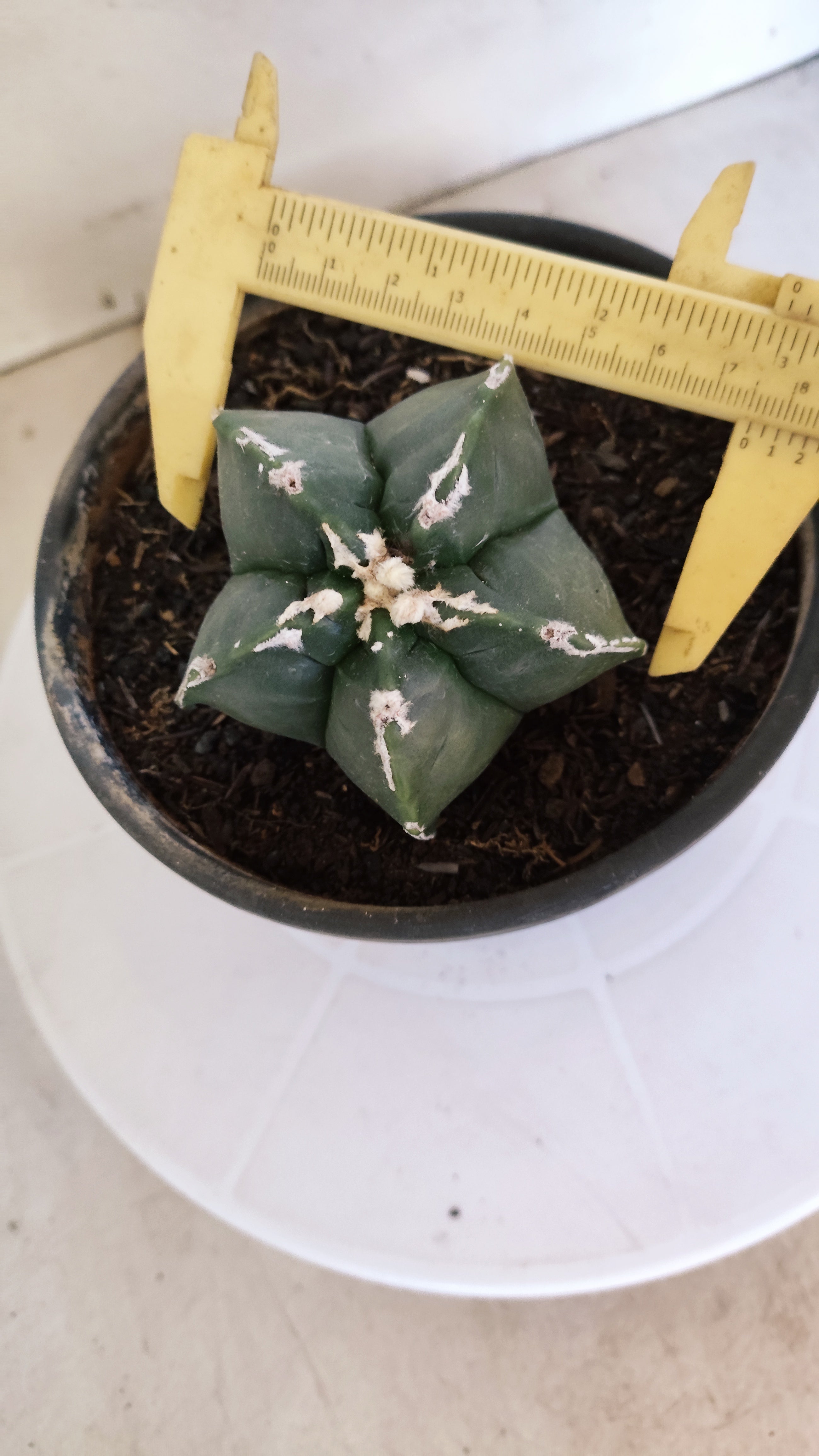 ASTROPHYTUM cv KIKKO "Hakkun" Nº 1208 – vaso 15
