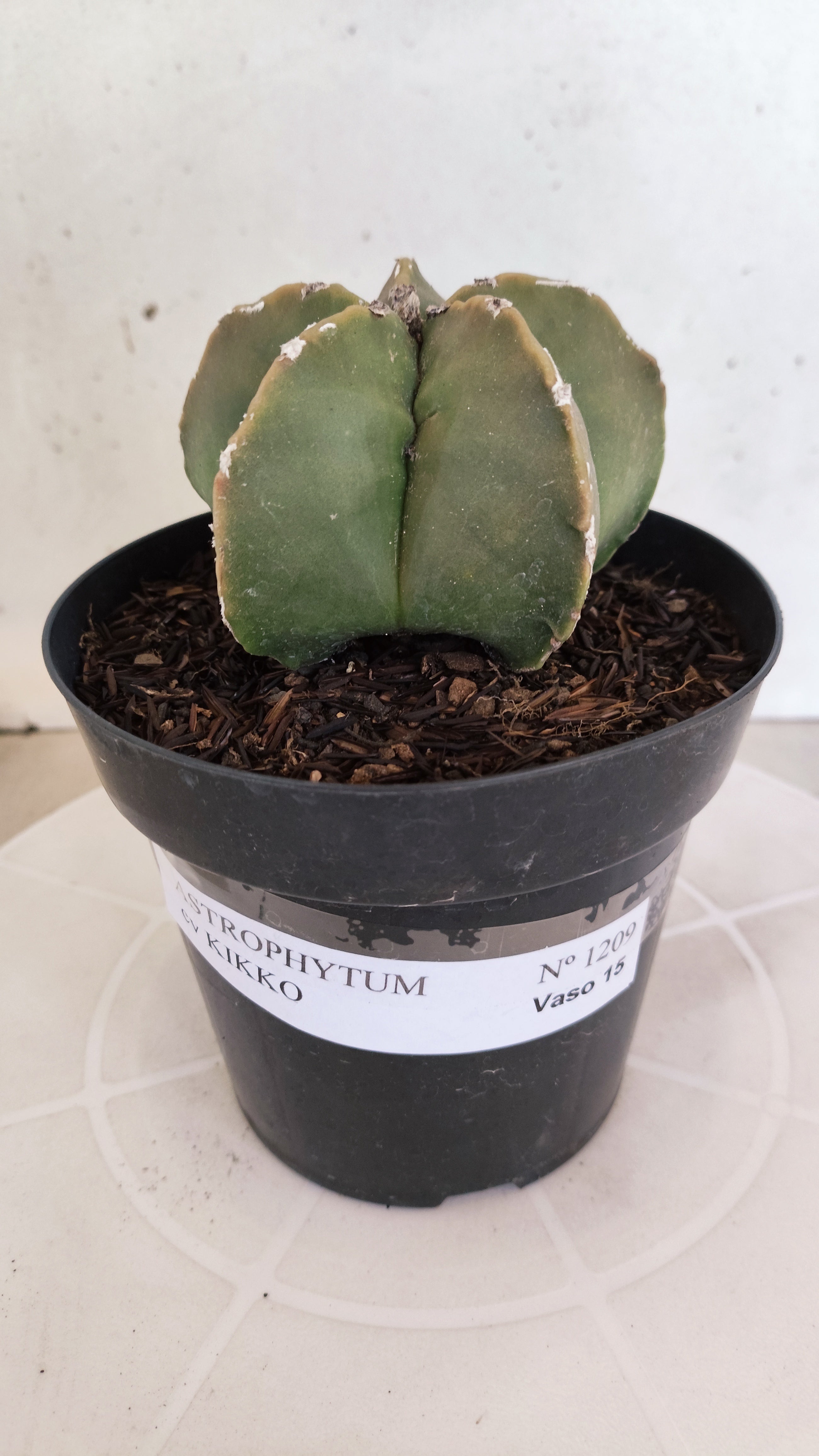 ASTROPHYTUM cv KIKKO "Hakkun" Nº 1209 – vaso 15