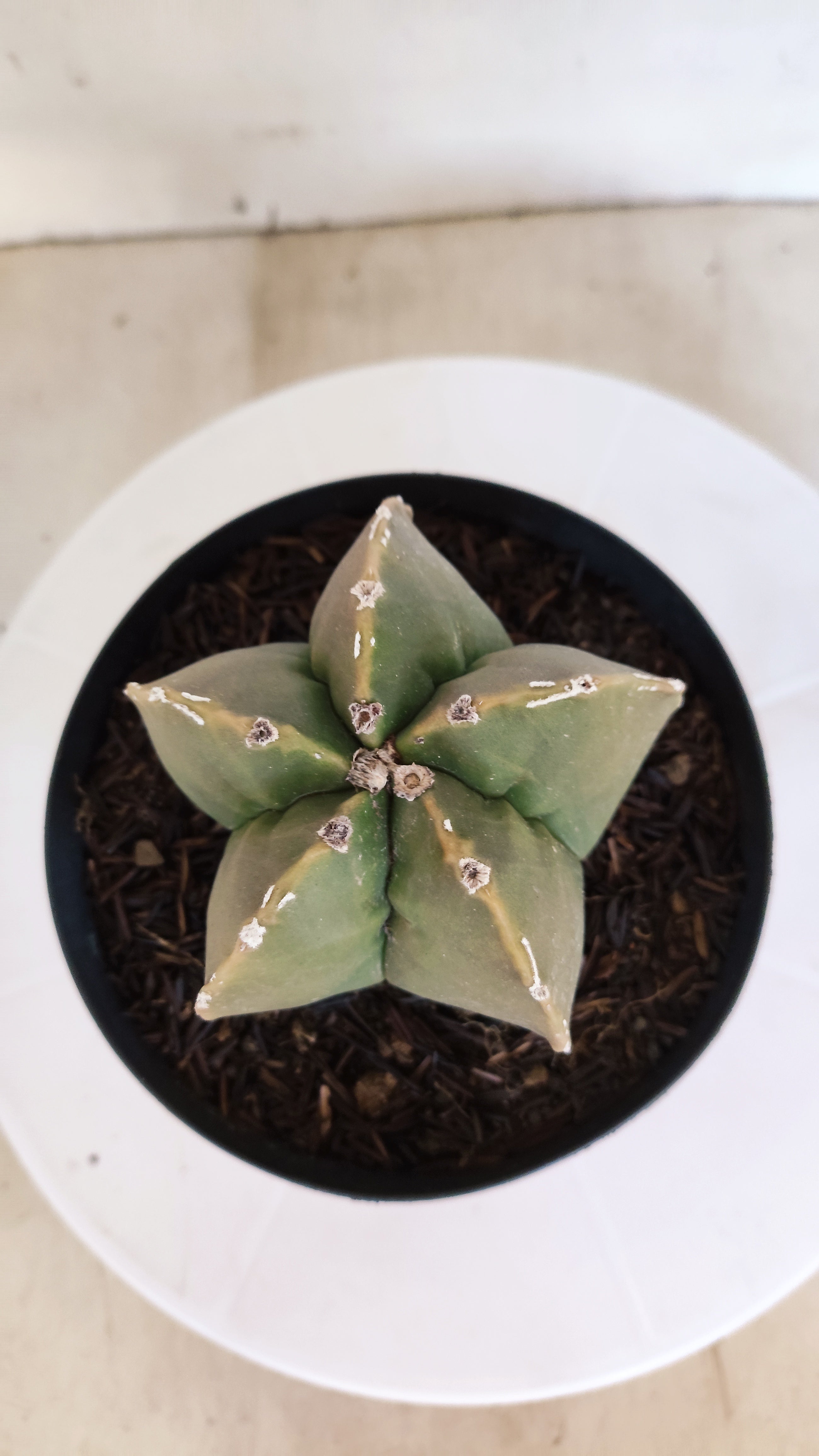 ASTROPHYTUM cv KIKKO "Hakkun" Nº 1209 – vaso 15