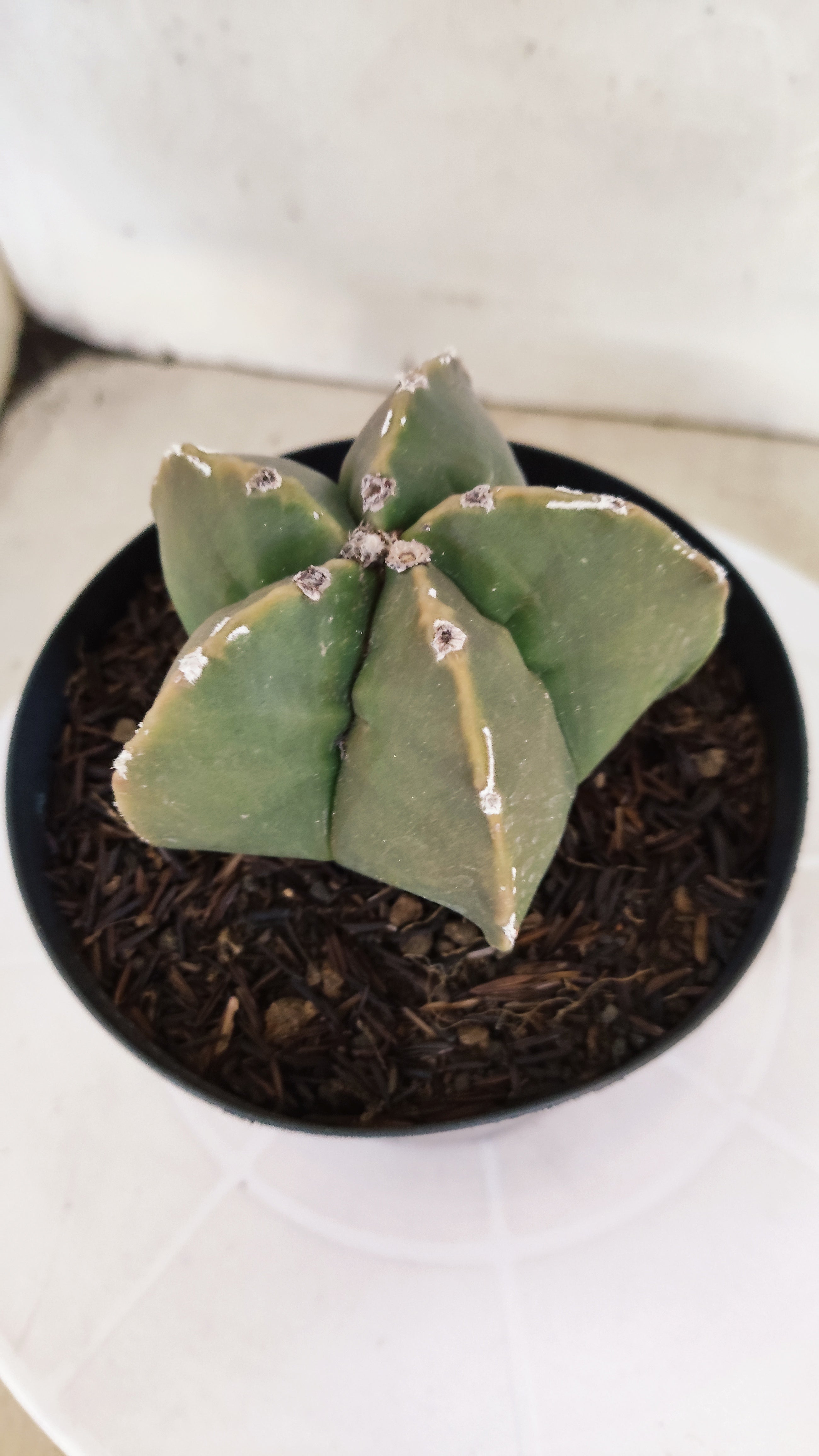 ASTROPHYTUM cv KIKKO "Hakkun" Nº 1209 – vaso 15